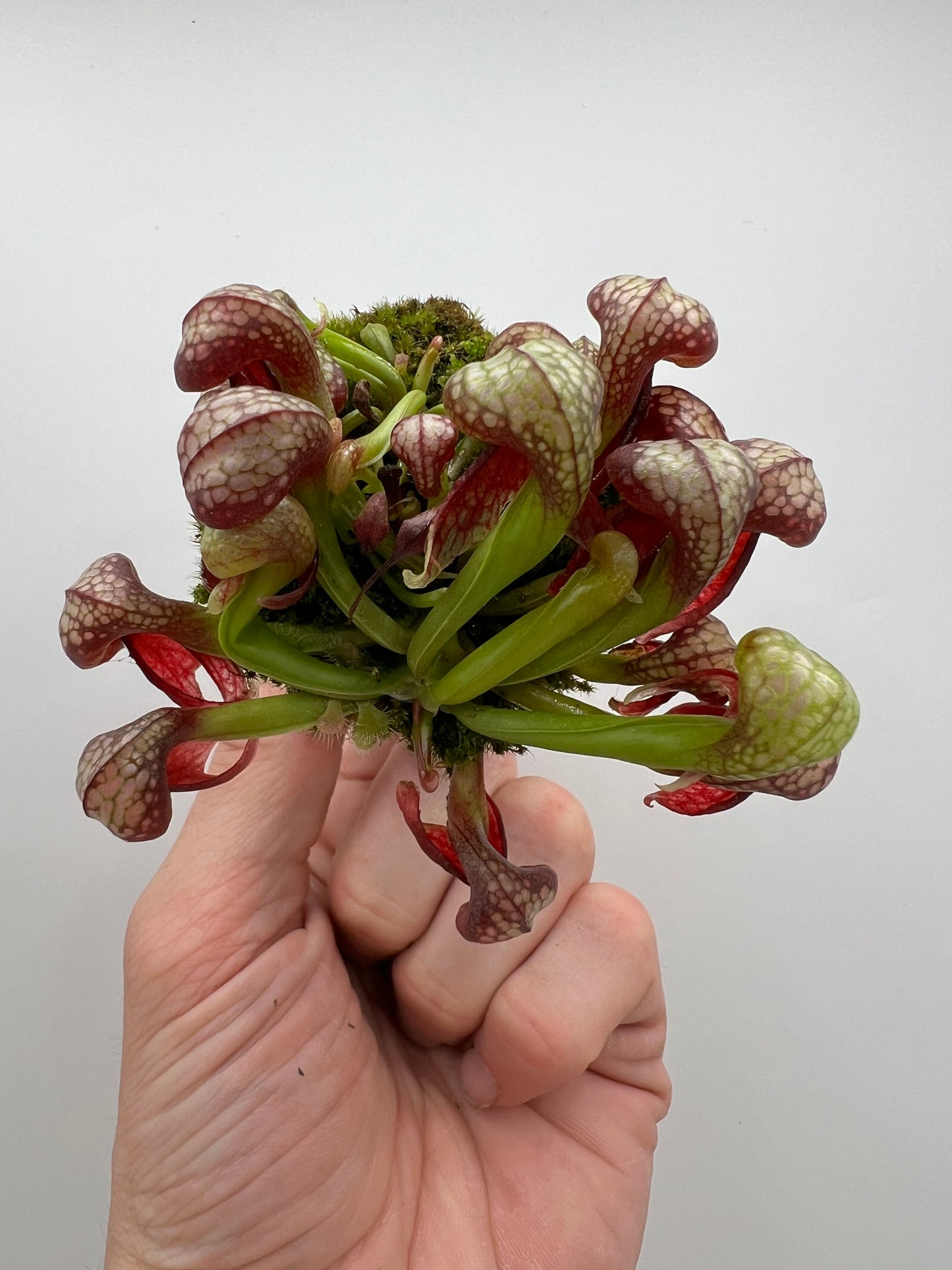 Darlingtonia californica (Cobra Pitcher Plant) - Seed Grown #166