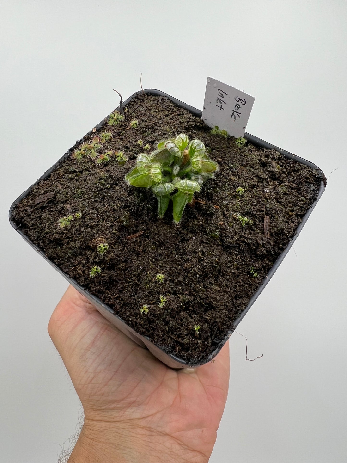 Cephalotus follicularis “Broke Inlet”
