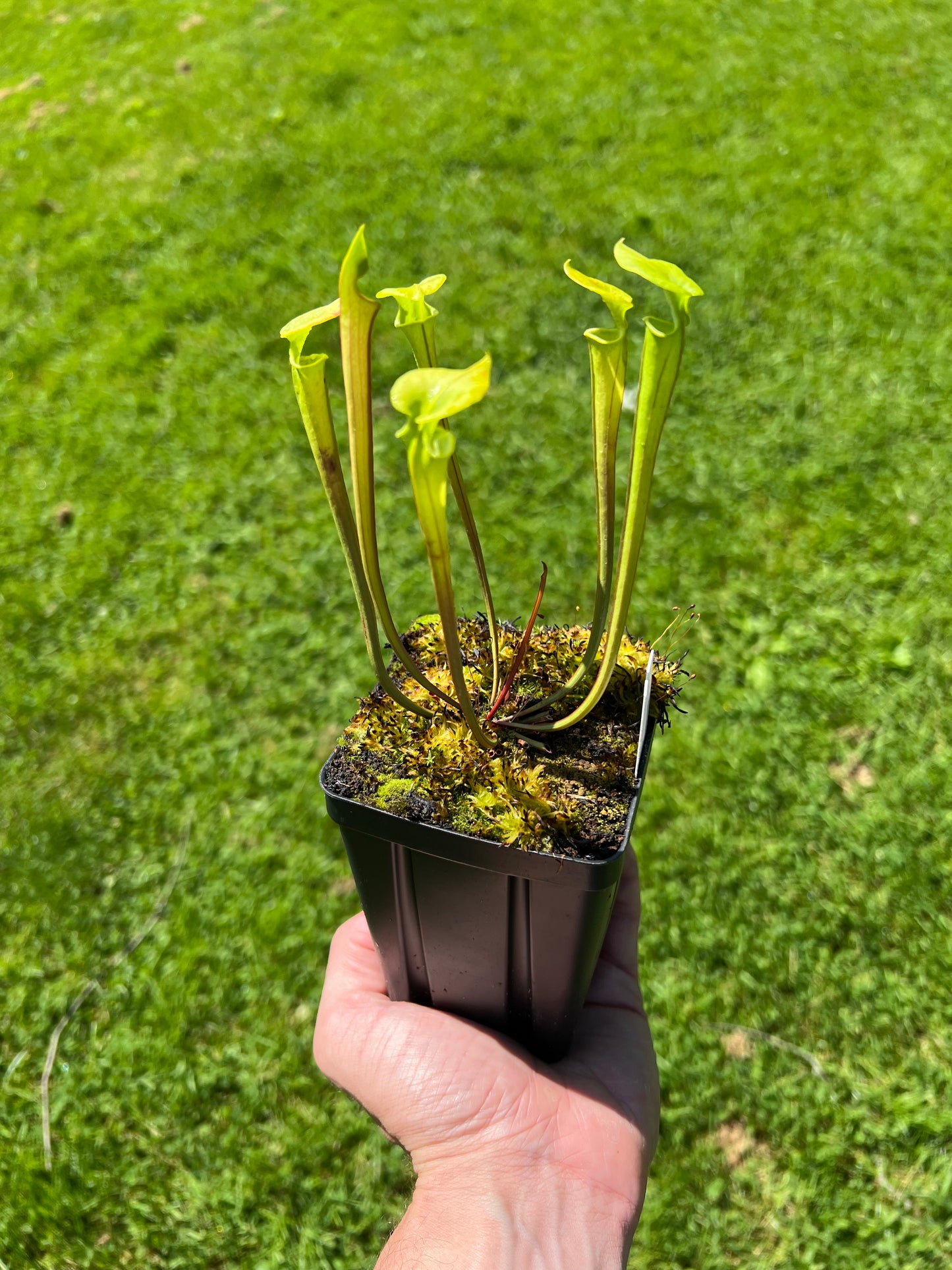Sarracenia flava - Assorted, Seed Grown