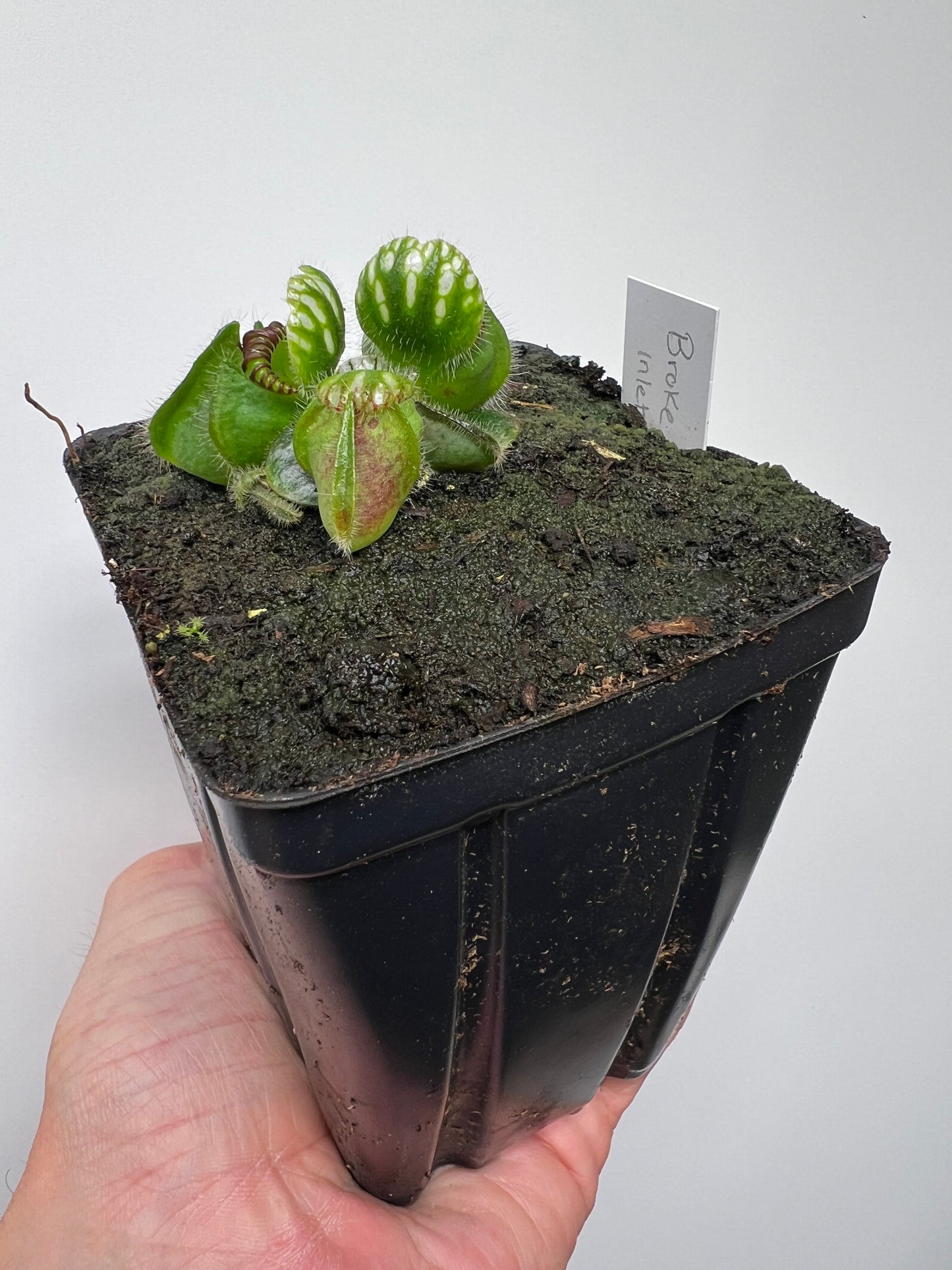 Cephalotus follicularis “Broke Inlet”