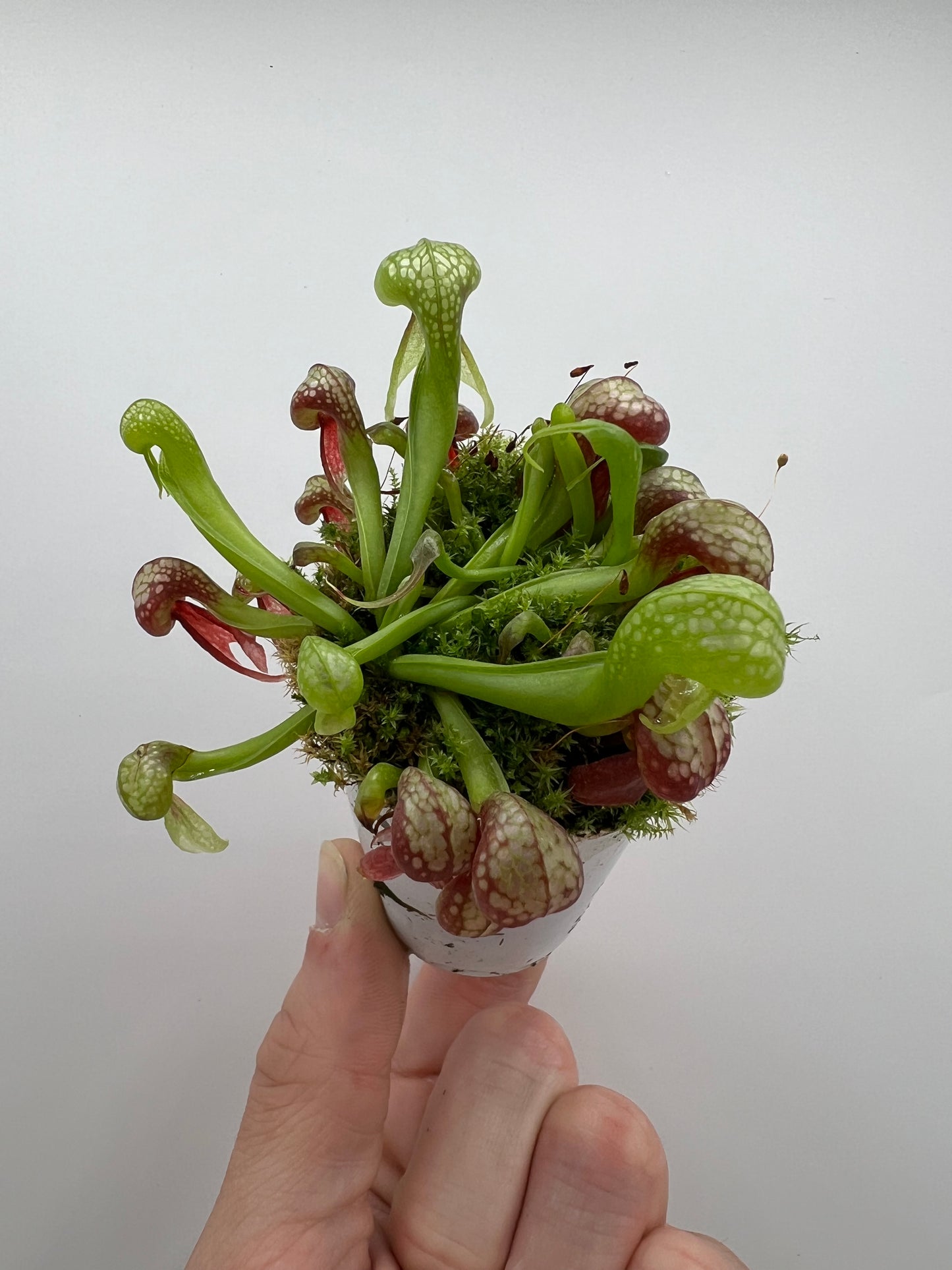Darlingtonia californica (Cobra Pitcher Plant) - Seed Grown #167
