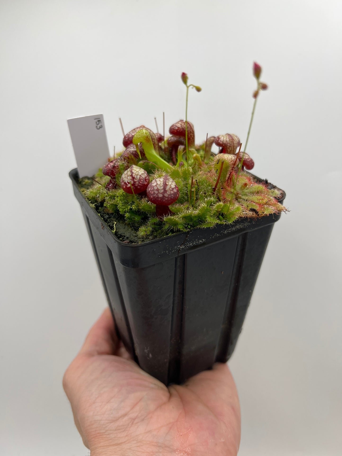 Darlingtonia californica (Cobra Pitcher Plant) - Seed Grown #153