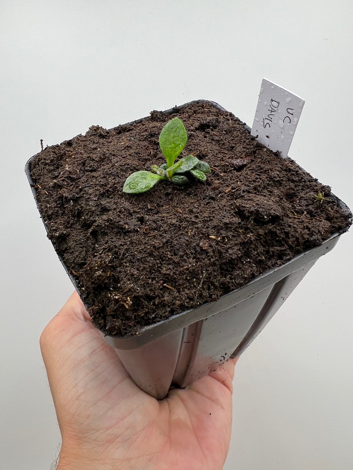 Cephalotus follicularis “UC Davis”