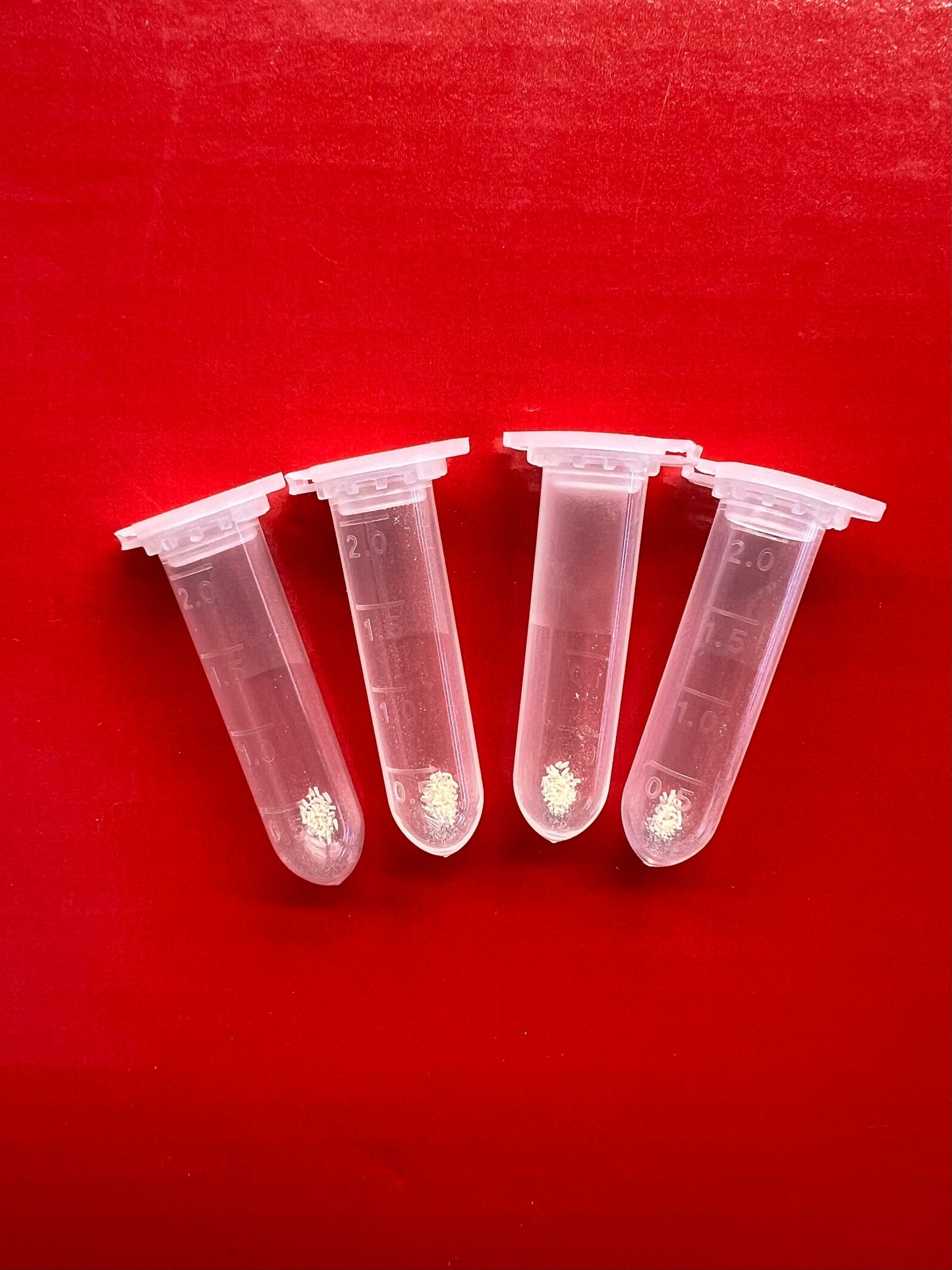 Pollen - Sarracenia purpurea ssp. venosa (Chesterfield Co, SC)