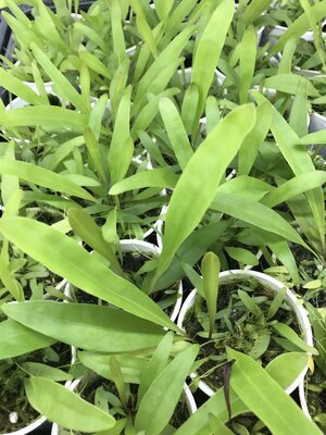 Utricularia longifolia