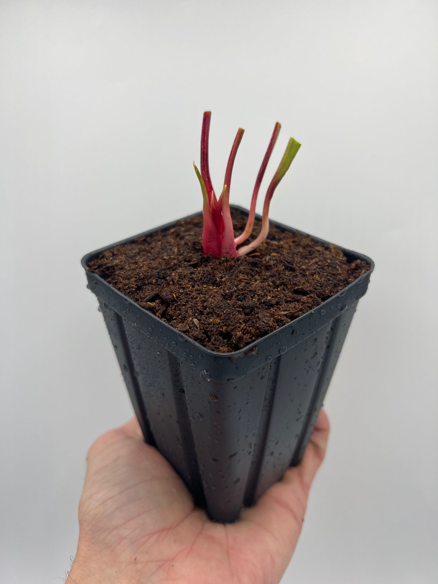 Sarracenia moorei “Purple Sparks” - (Phil Faulisi), Potted Division