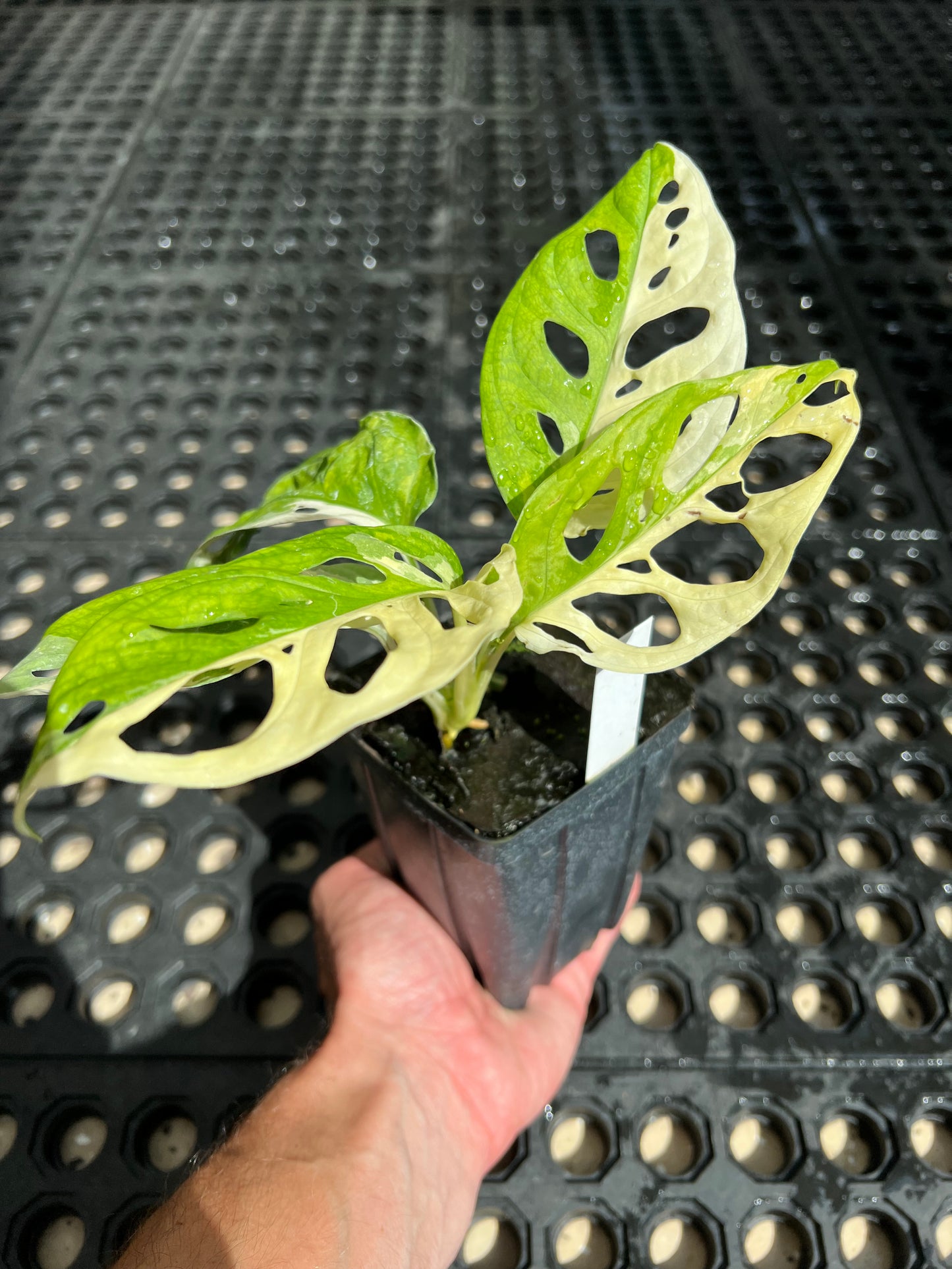 Monstera adansonii “Tricolor” LC