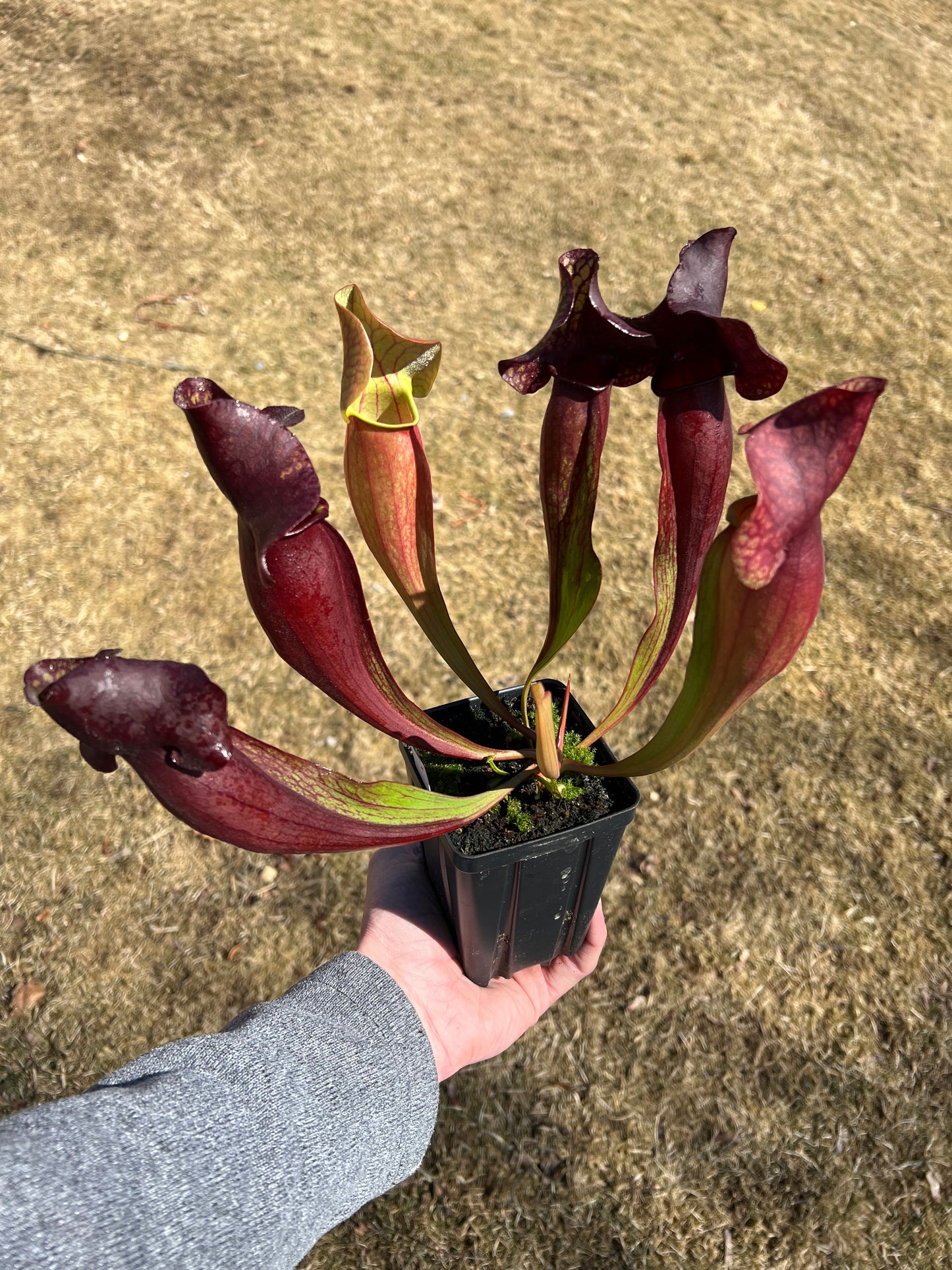 Sarracenia x catesbaei - (flava var. rubricorp. x purp. venosa) - Seed Grown #4