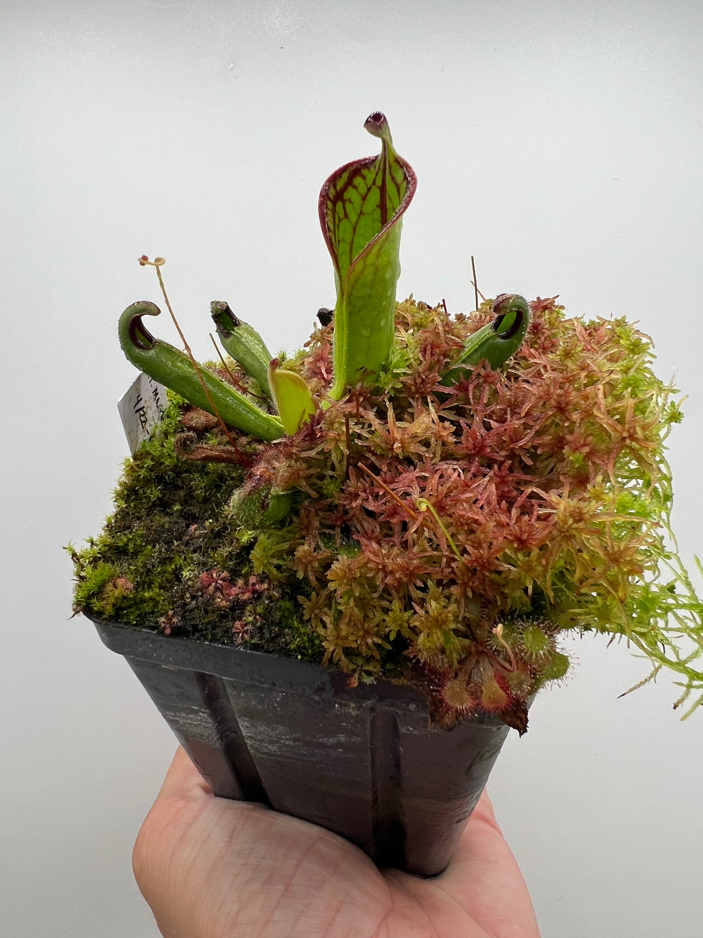 Heliamphora macdonaldae - Seed Grown