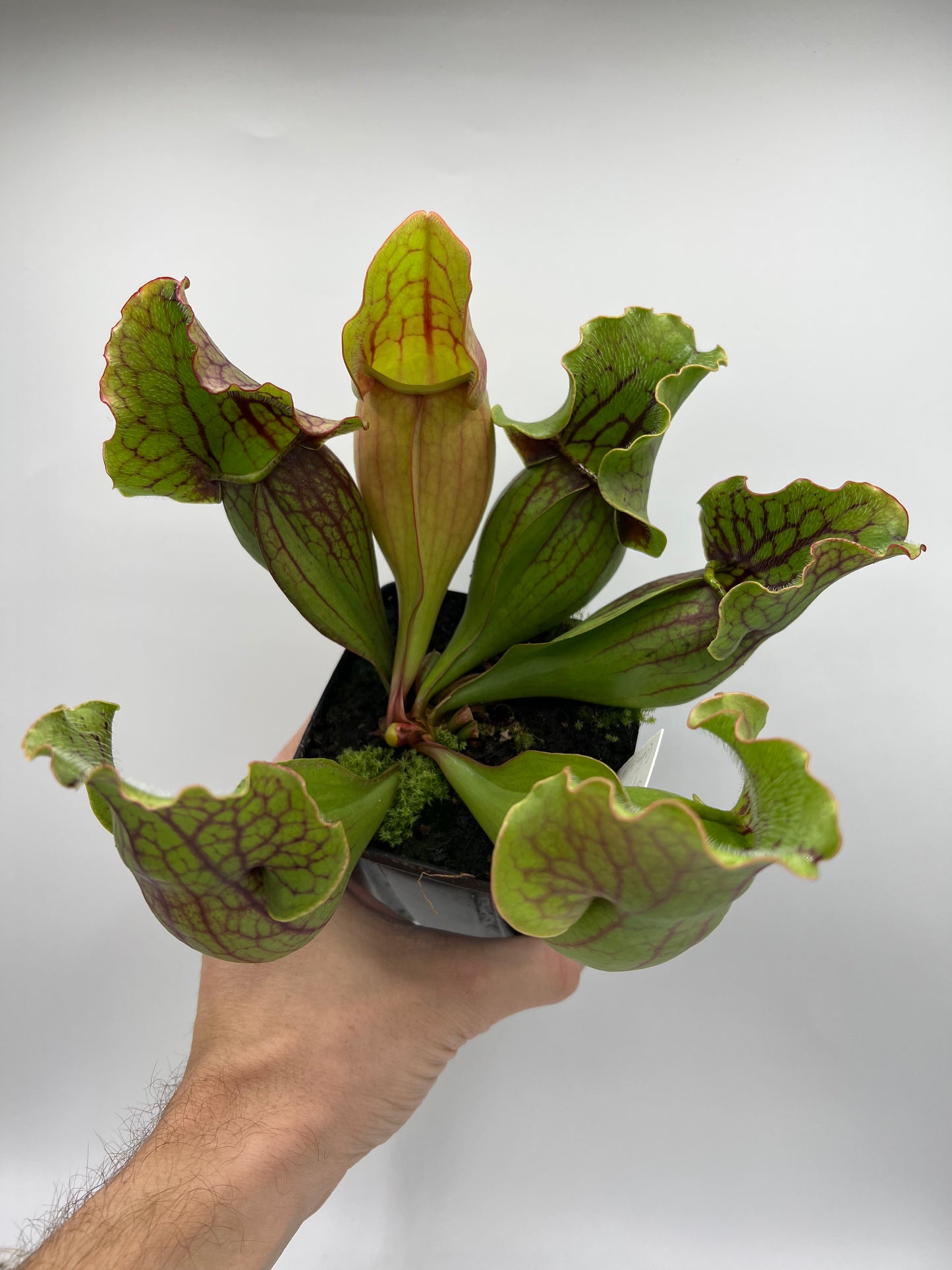 Sarracenia purpurea ssp. purpurea (Centre Co, PA) x (Bruce Co, ON CA) - XL