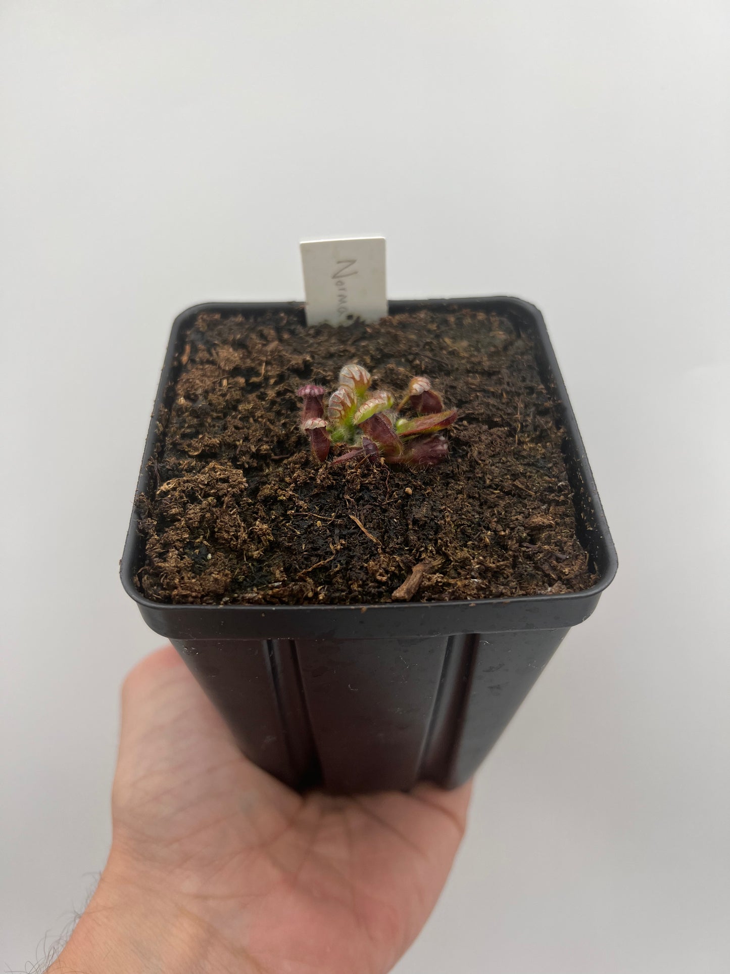 Cephalotus follicularis ”Norma”