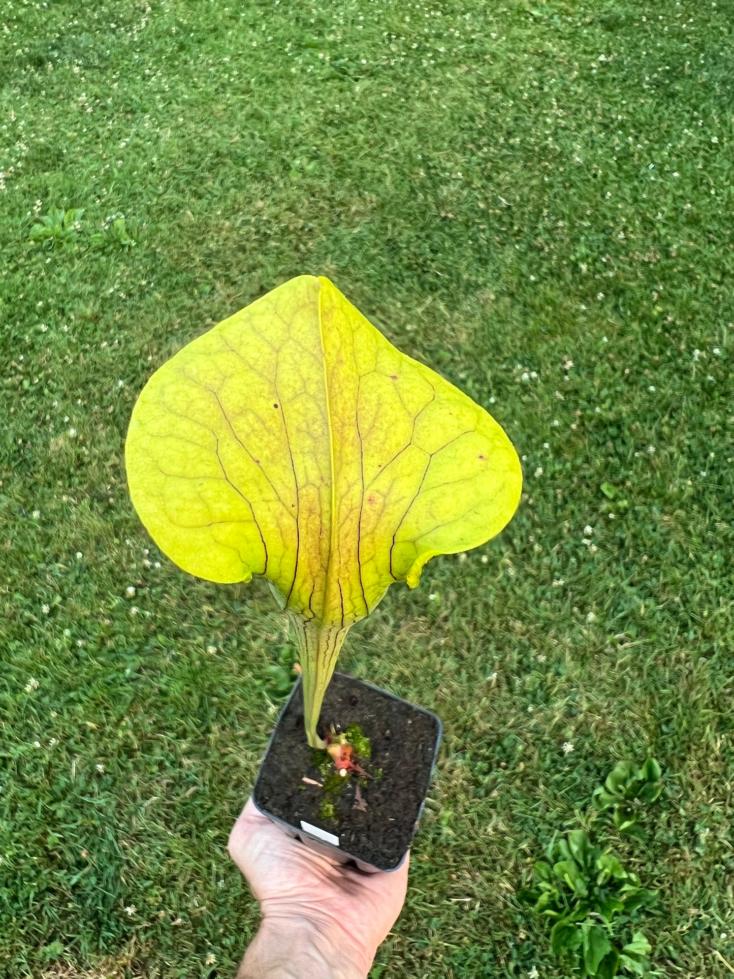 Sarracenia alata (Beauregard Parish, LA)