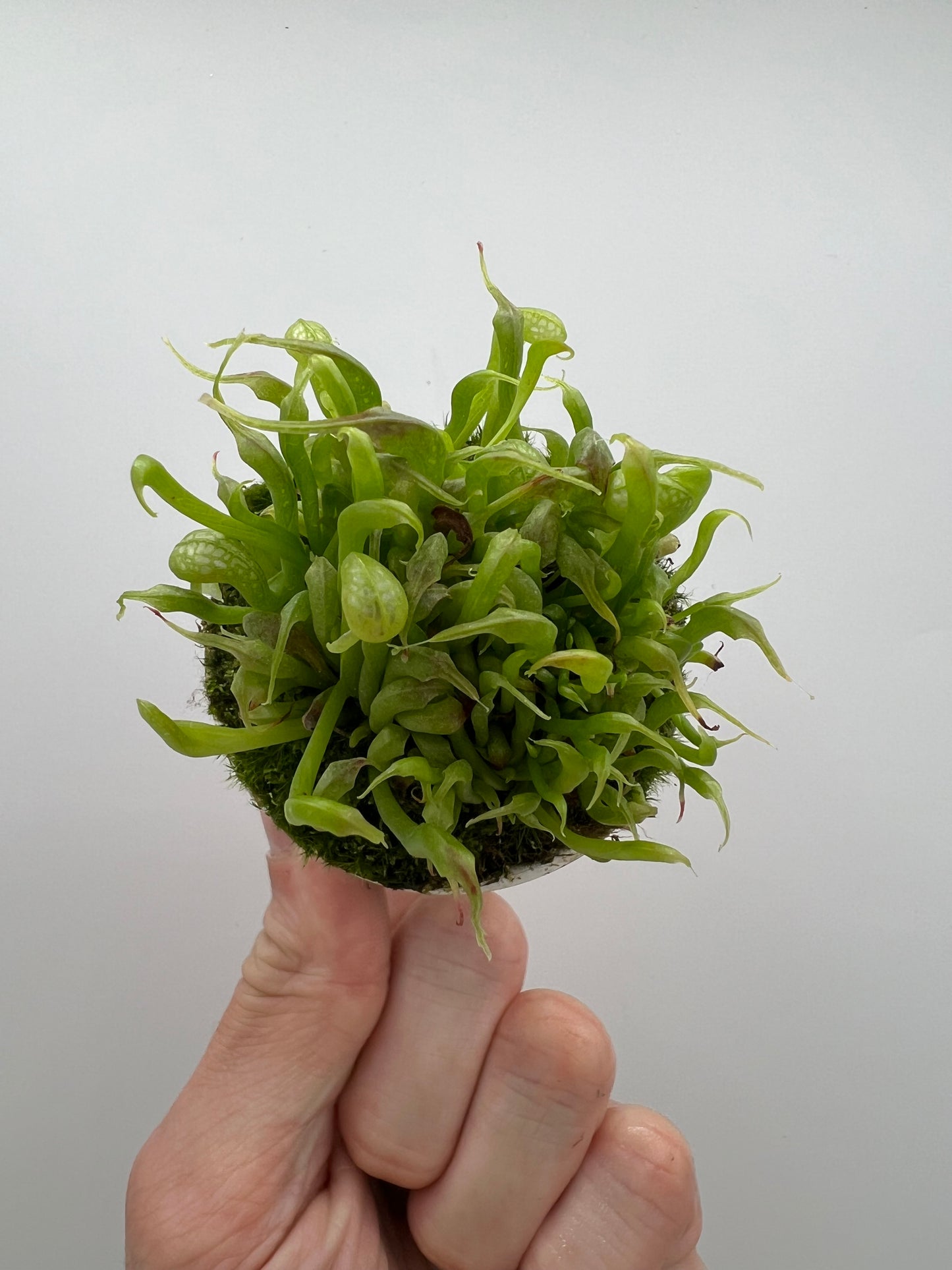 Darlingtonia californica (Cobra Pitcher Plant) - Seed Grown #191