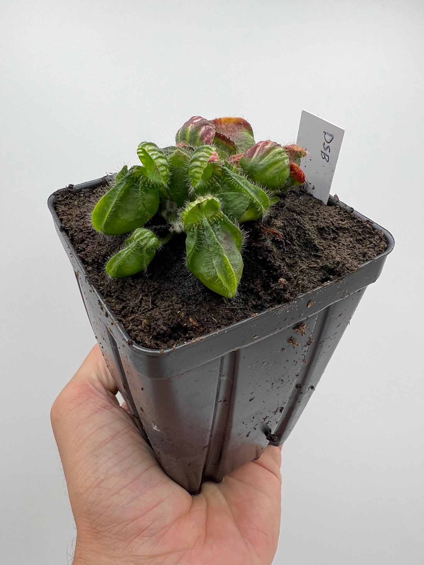 Cephalotus follicularis “David Švarc Black”