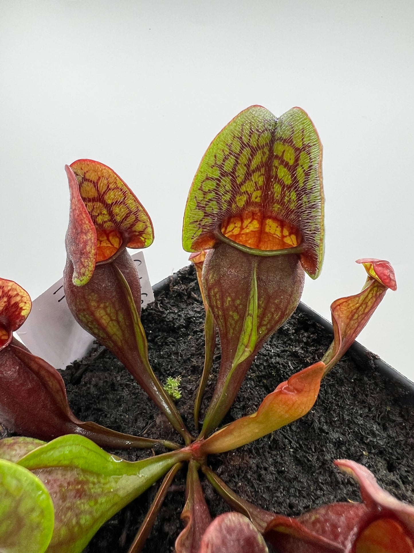 Sarracenia purpurea ssp. purpurea (Centre Co, PA) x (Ocean Co, NJ) - Seed Grown #17