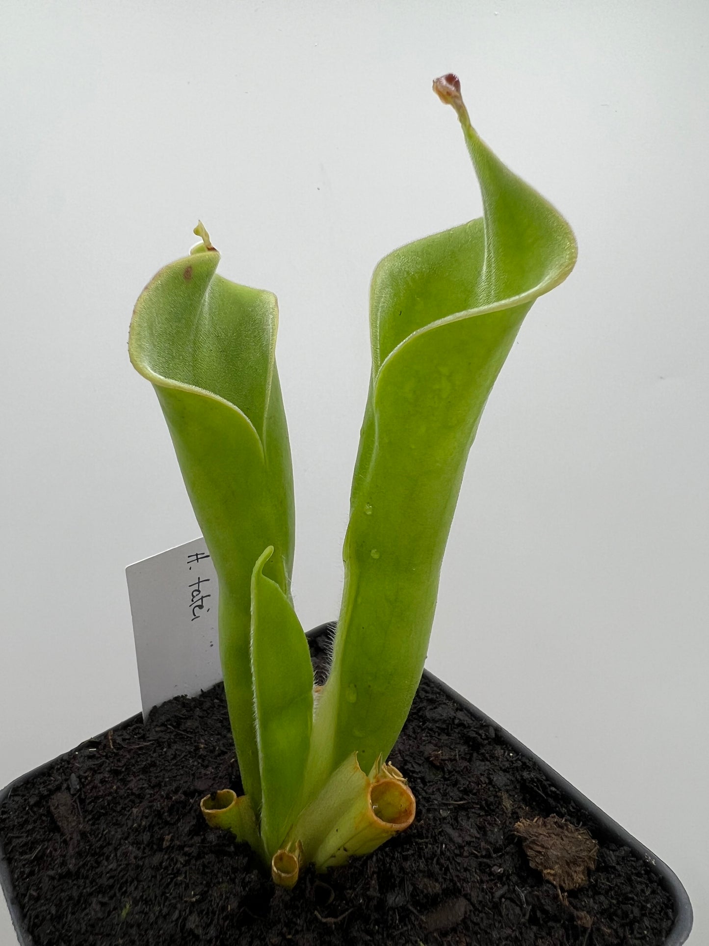 Heliamphora tatei (Cerro Duida)