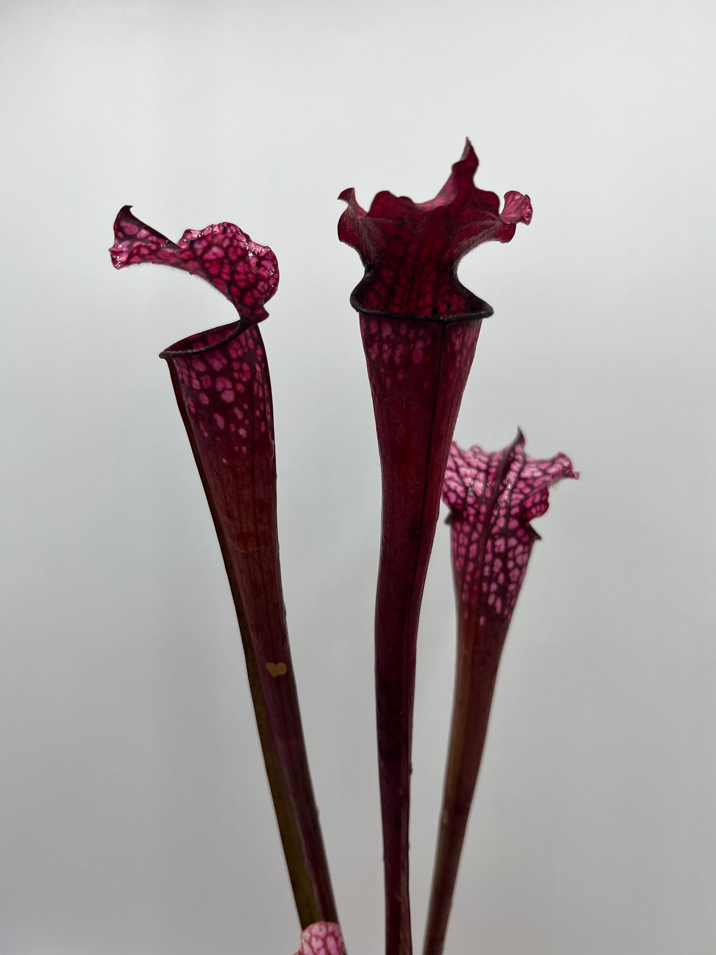 Sarracenia leucophylla “Red” (Mark Eley) - *Rare*