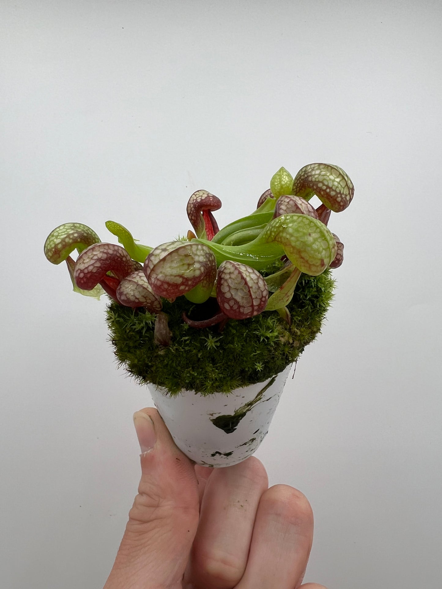 Darlingtonia californica (Cobra Pitcher Plant) - Seed Grown #162