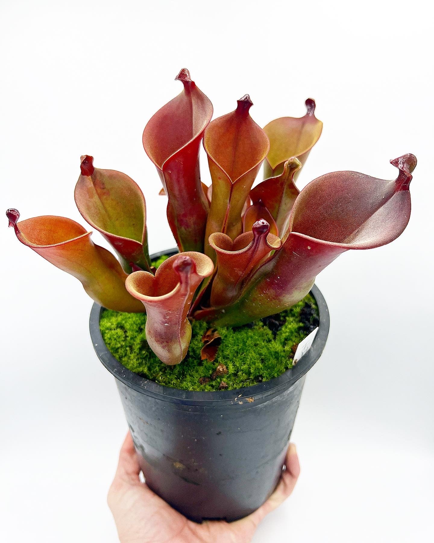 Heliamphora heterodoxa x ionasi - Potted, 1 Gallon