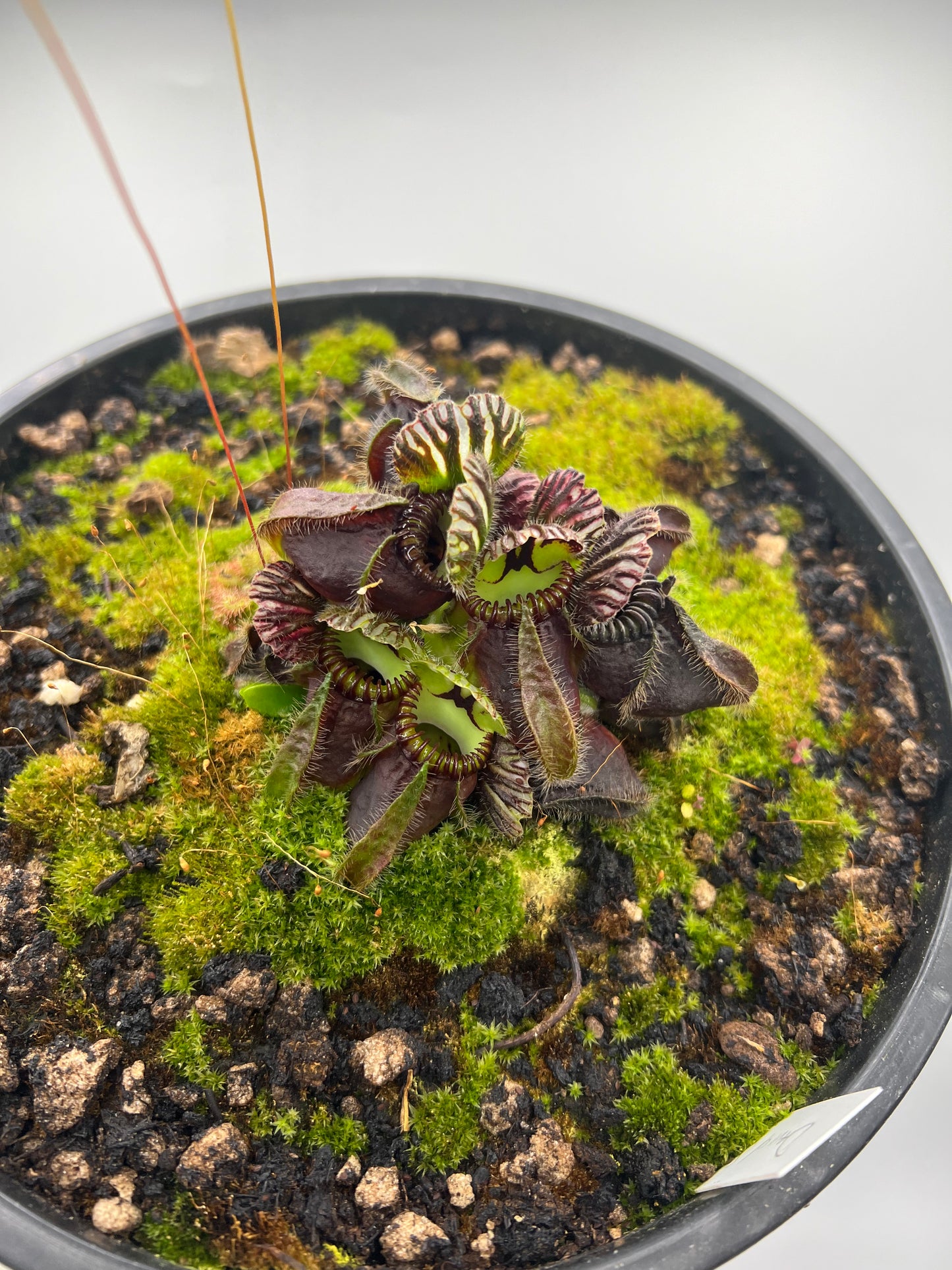 Cephalotus follicularis “David Švarc Black” - 2 Gallon Pot, *Rare*