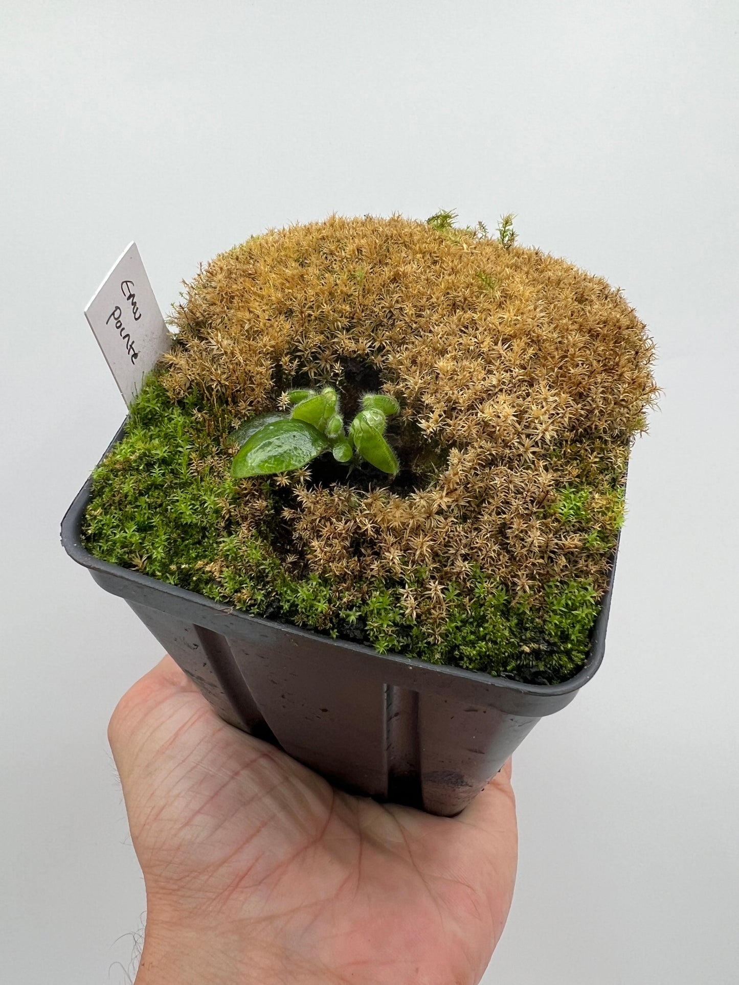 Cephalotus follicularis “Emu Pointe”