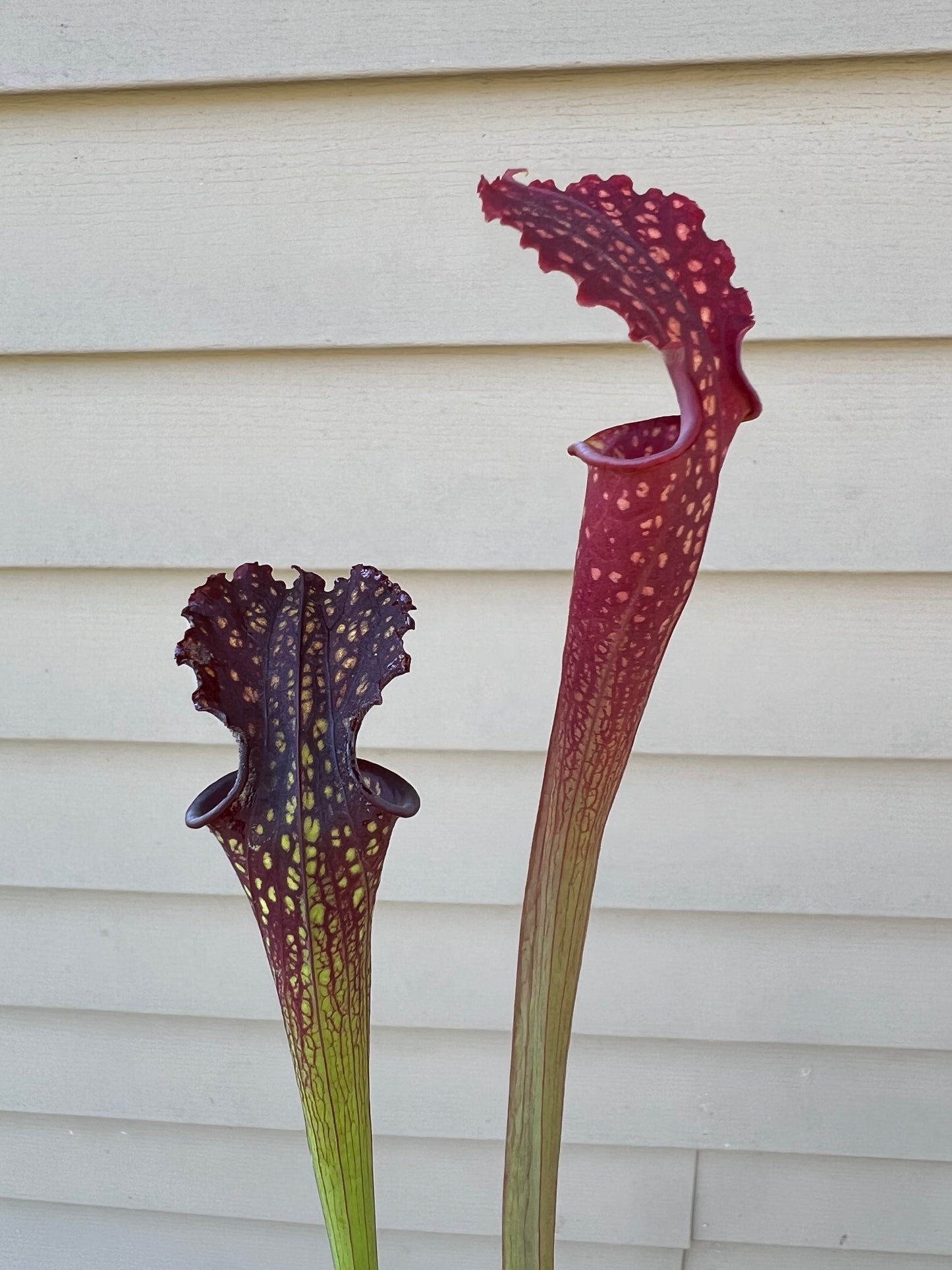 Sarracenia ‘The Kraken’ x ‘Leviathan’ - Seed Grown #1