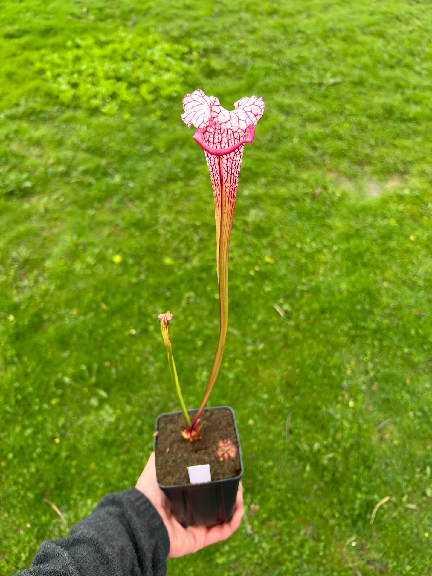 Sarracenia ‘Purple Lips’ x ‘Adrian Slack’