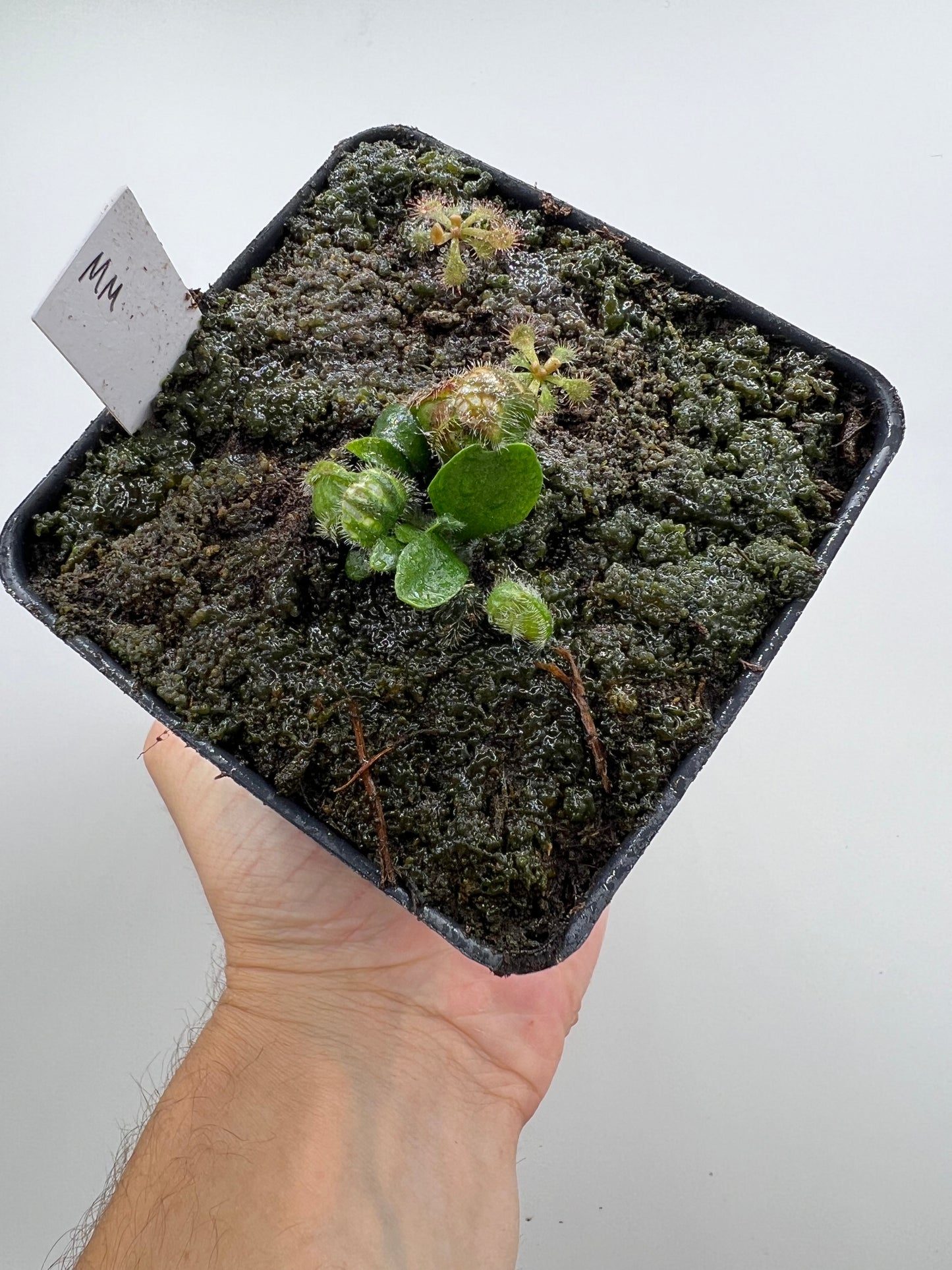 Cephalotus follicularis “Mighty Midget” - *Rare*