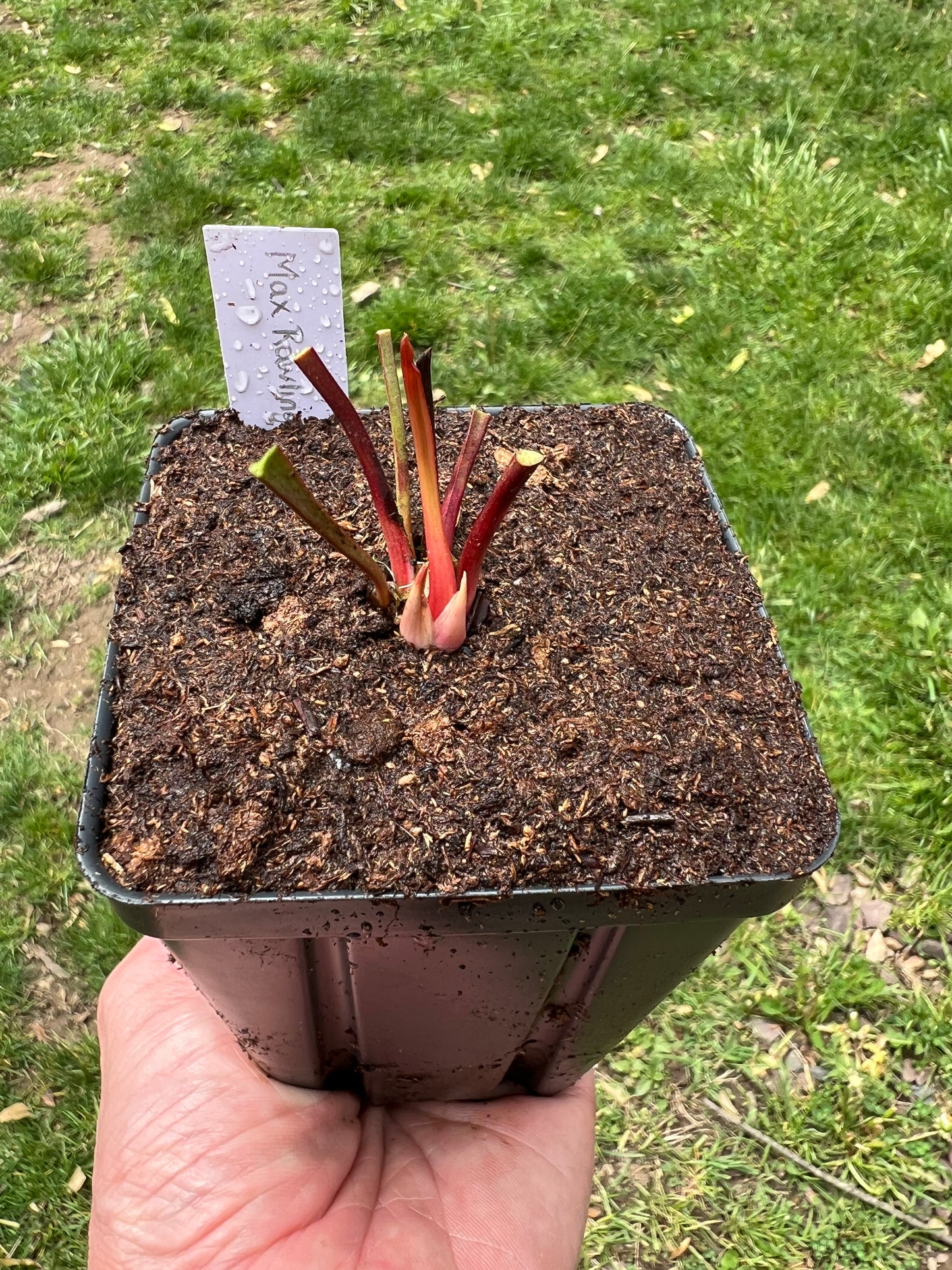 Sarracenia ‘Max Rawlings’ - Fresh Division