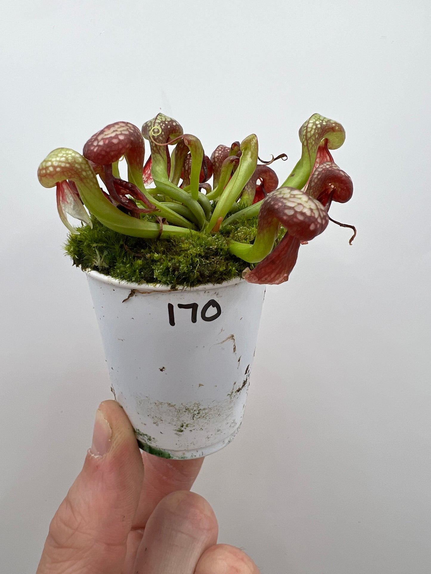 Darlingtonia californica (Cobra Pitcher Plant) - Seed Grown #170