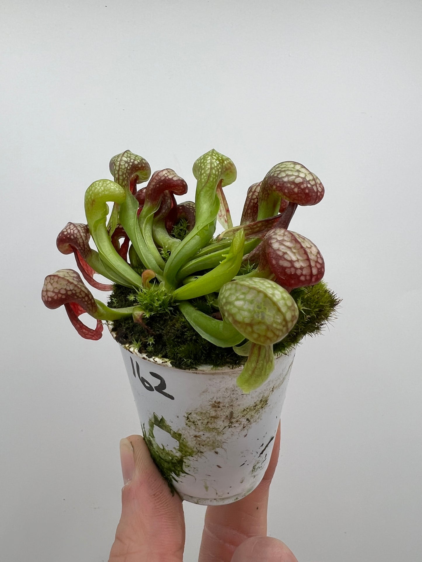 Darlingtonia californica (Cobra Pitcher Plant) - Seed Grown #162