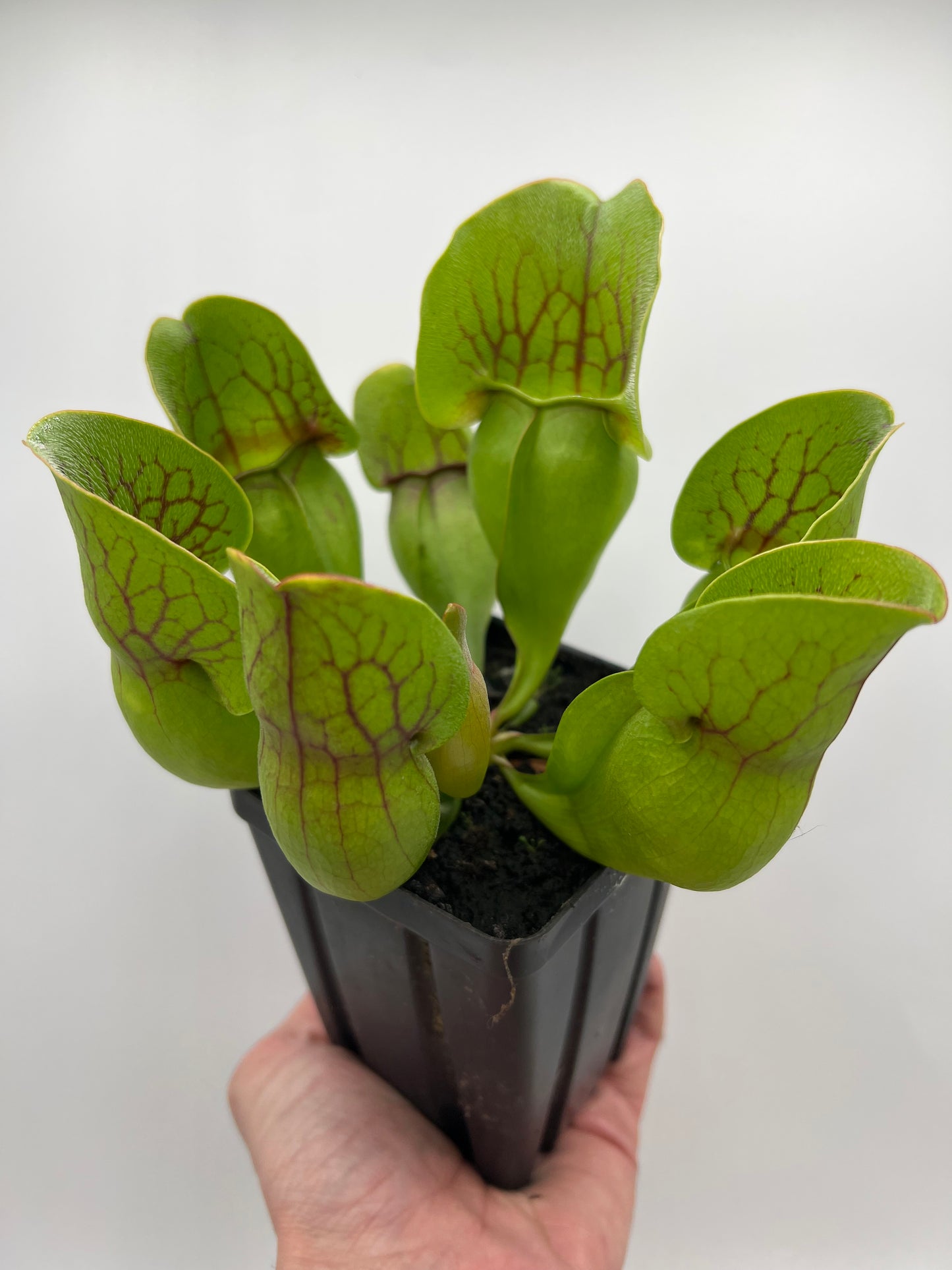 Sarracenia purpurea ssp. purpurea (Centre Co, PA) - Seed Grown #94