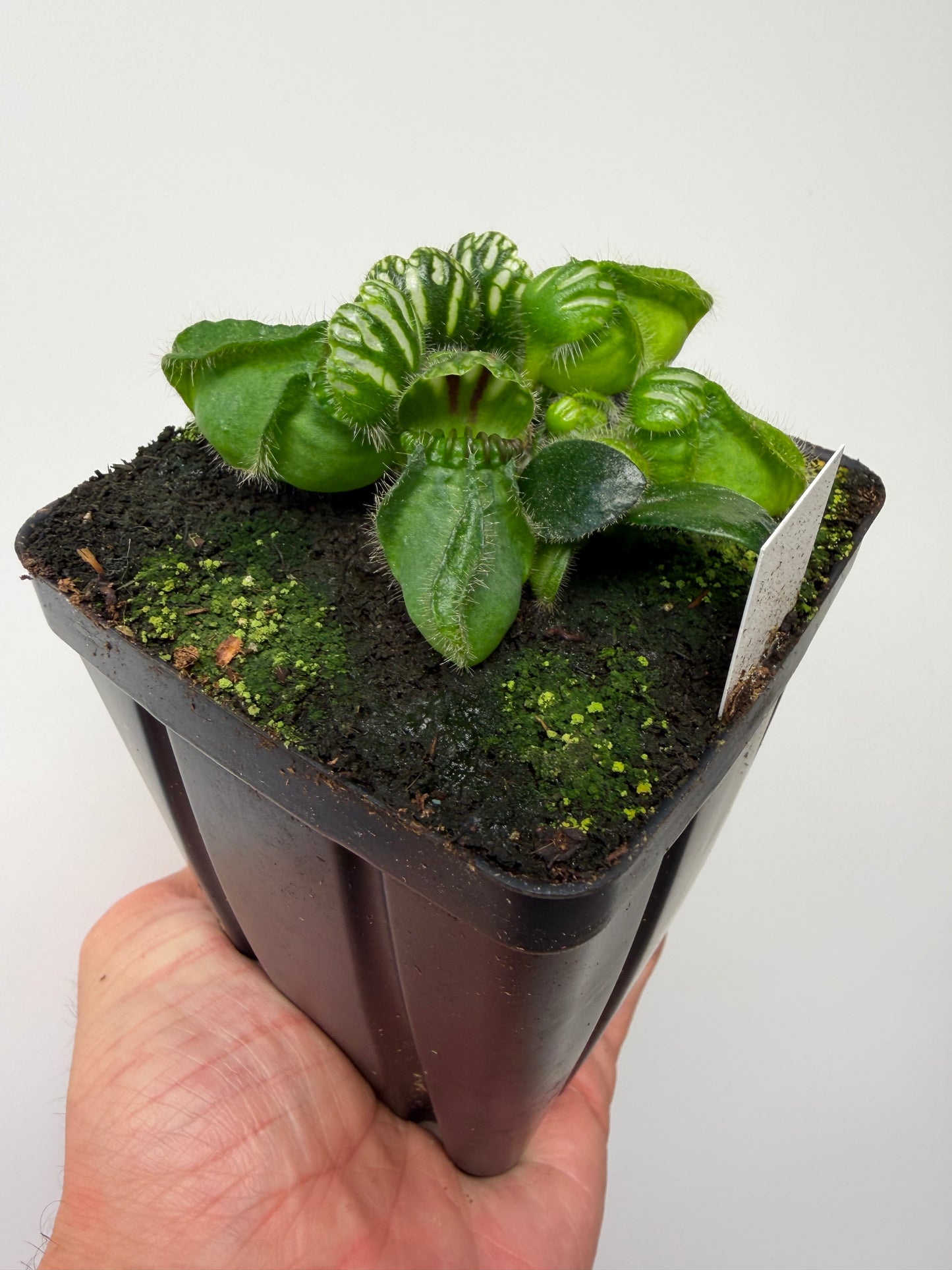 Cephalotus follicularis “Emu Pointe”