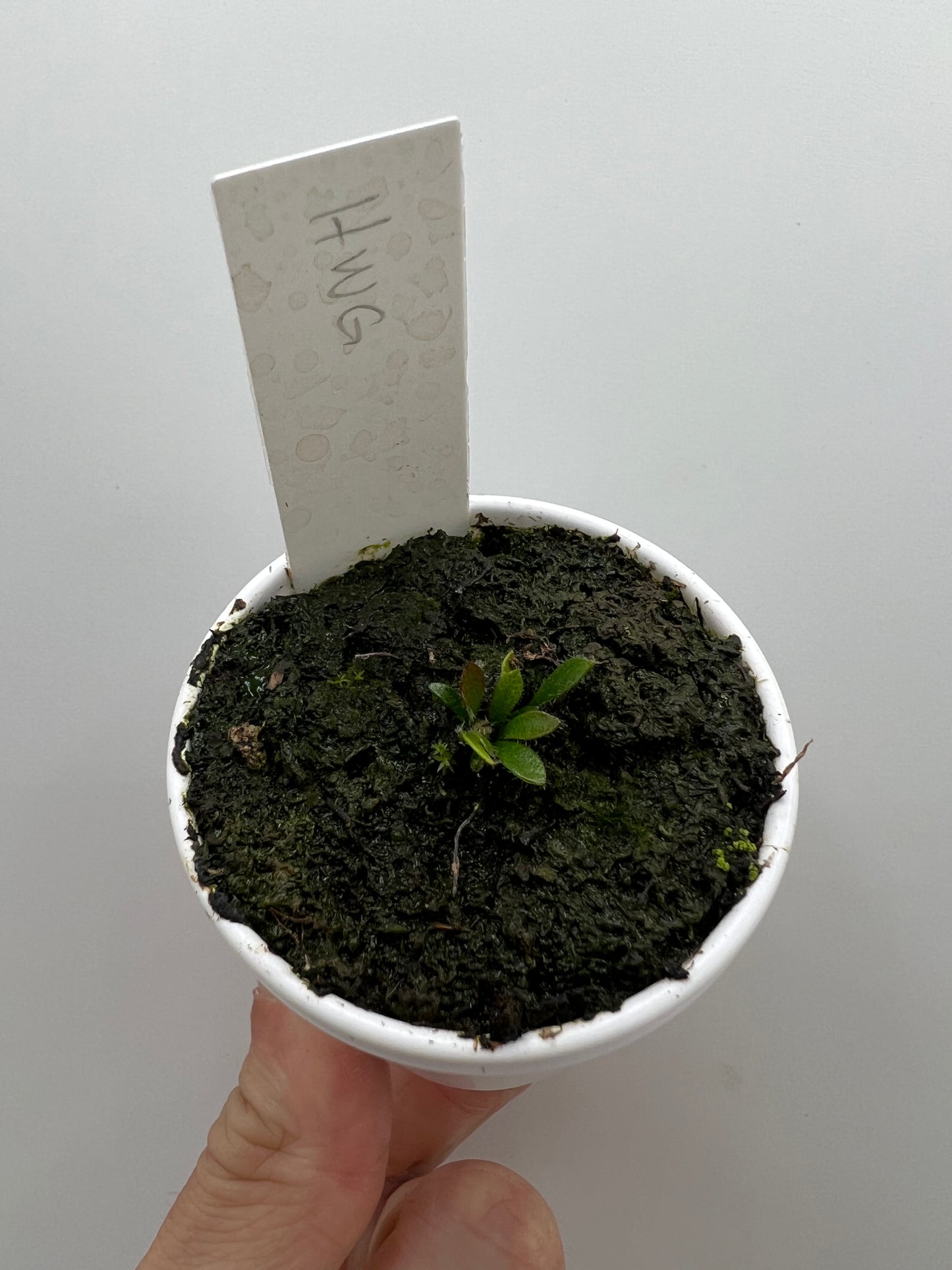 Cephalotus follicularis “Harald Weiner Giant” (aka True Giant)