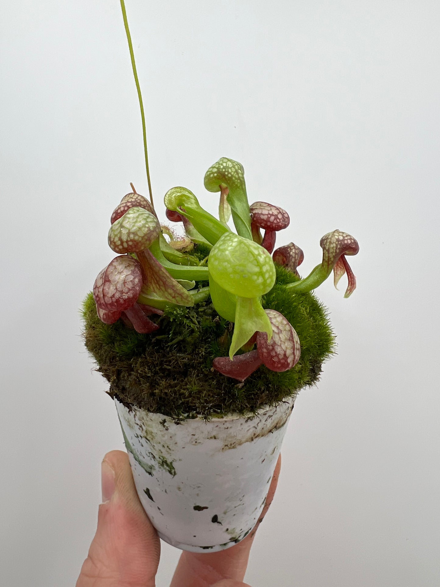 Darlingtonia californica (Cobra Pitcher Plant) - Seed Grown #171