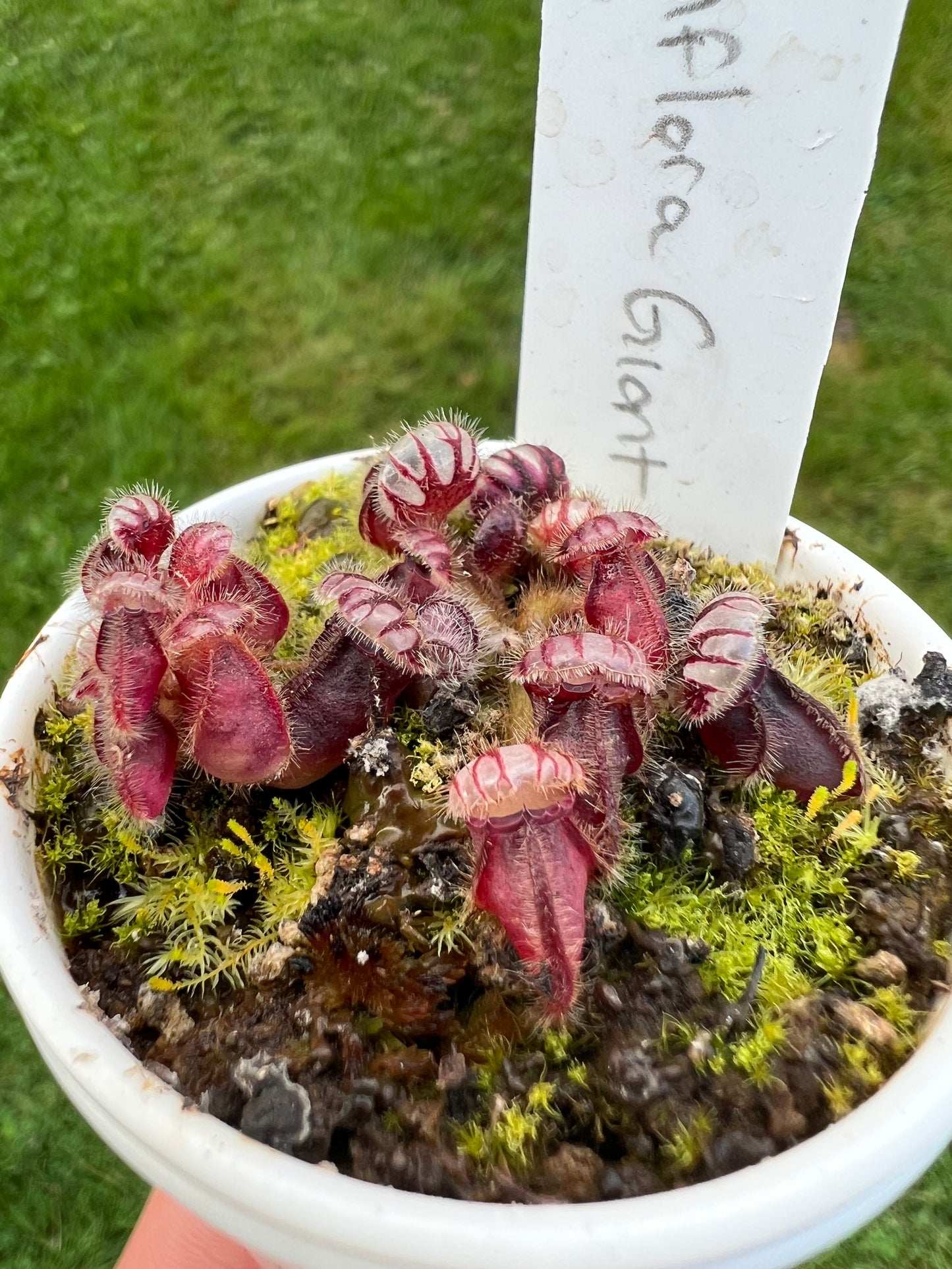 Cephalotus follicularis “Diflora giant” - Small