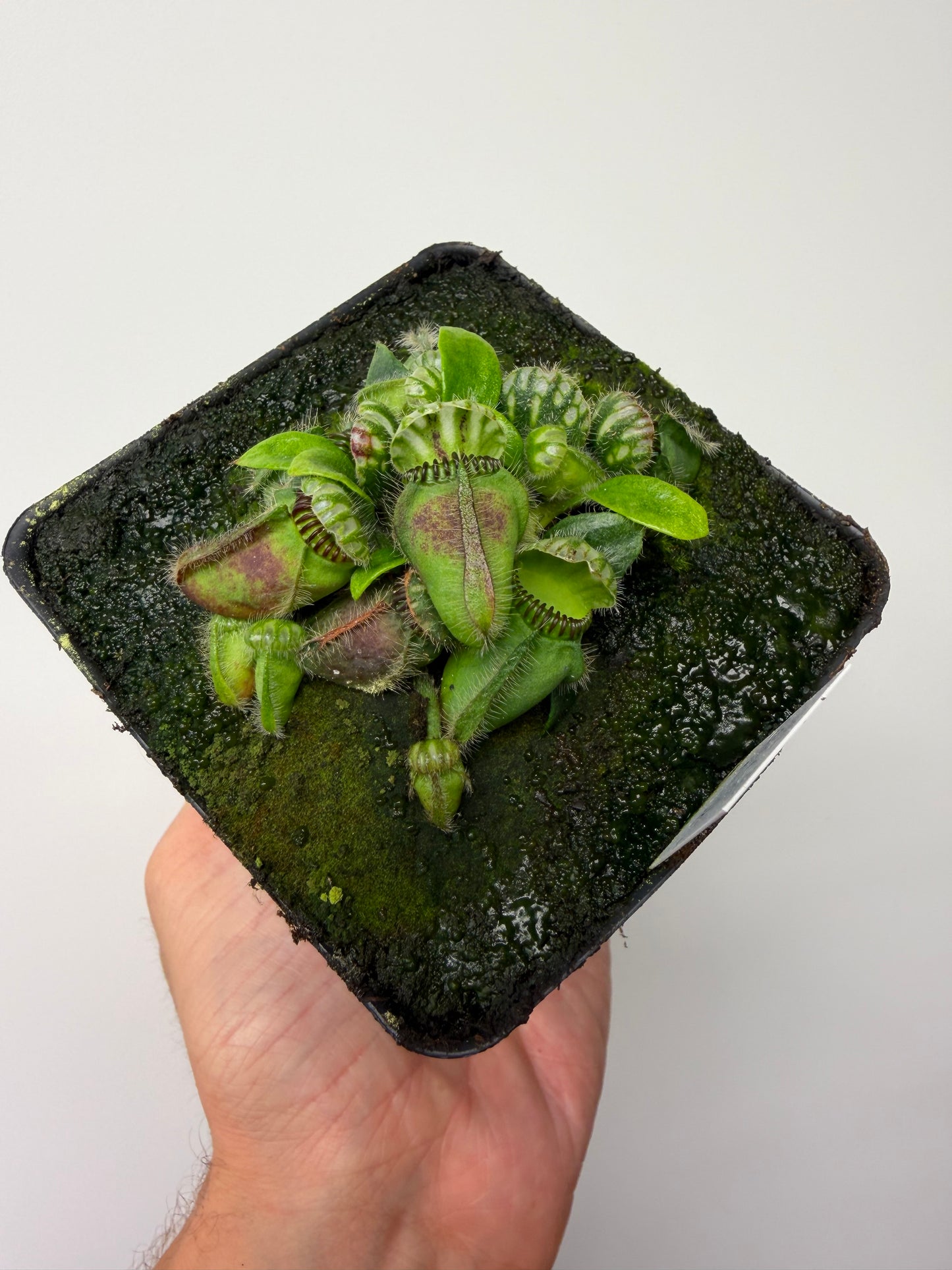 Cephalotus follicularis “Mighty Midget” - *Rare* (11)