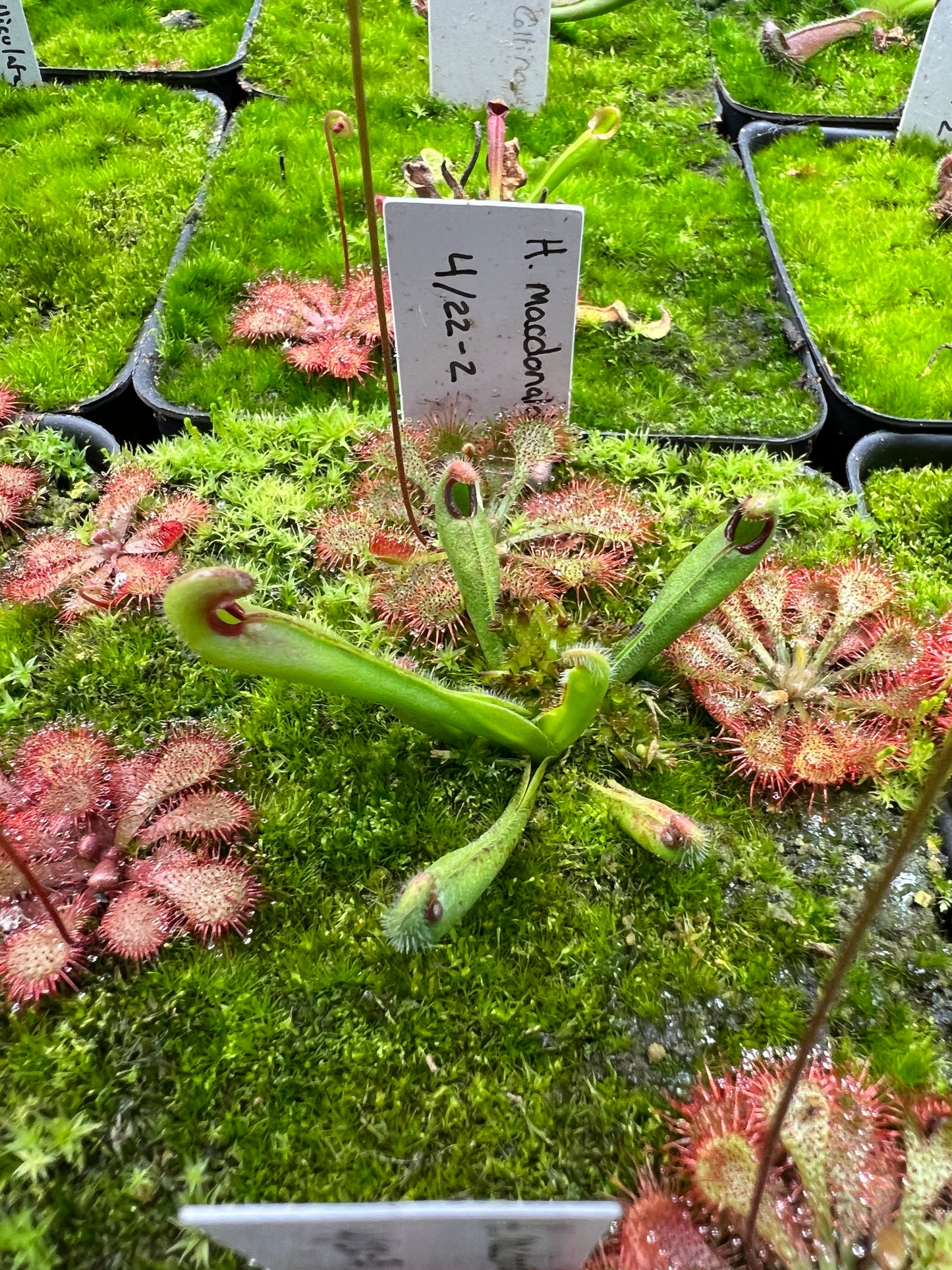Heliamphora macdonaldae - Seed Grown #2