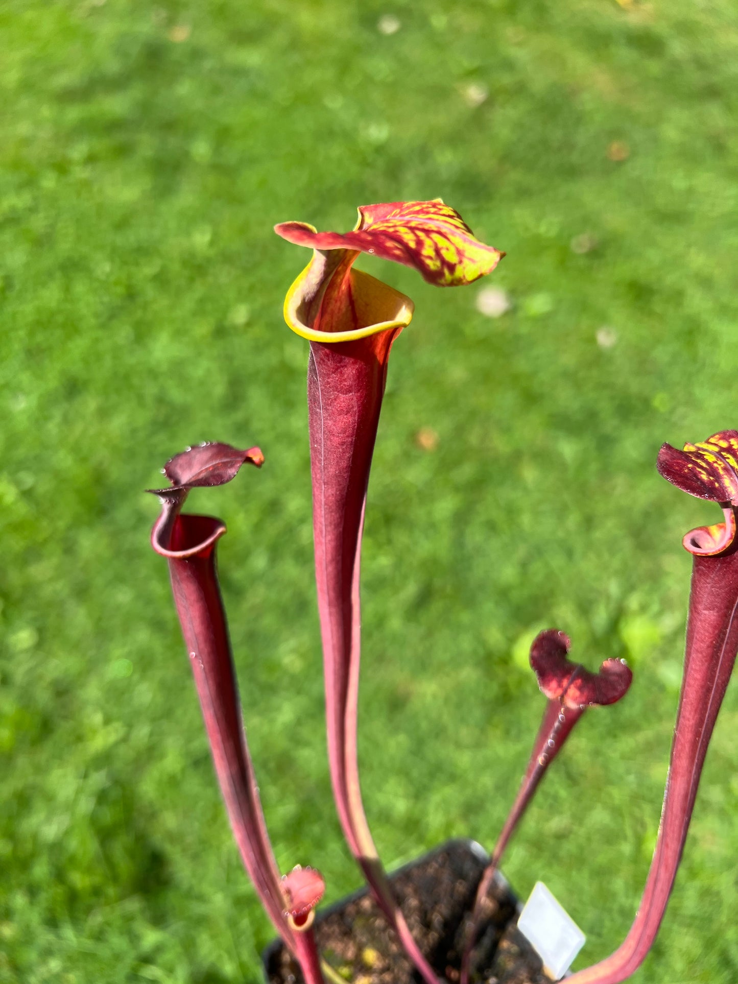 Sarracenia flava var. rubricorpora (N. Liberty Co, FL) x flava var. atropurpurea (Kim Magnusson)