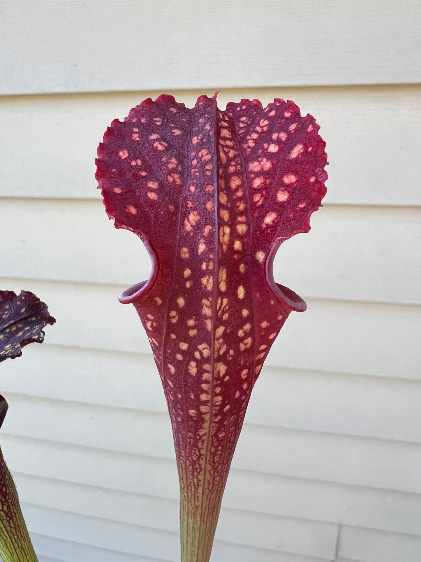 Sarracenia ‘The Kraken’ x ‘Leviathan’ - Seed Grown #1