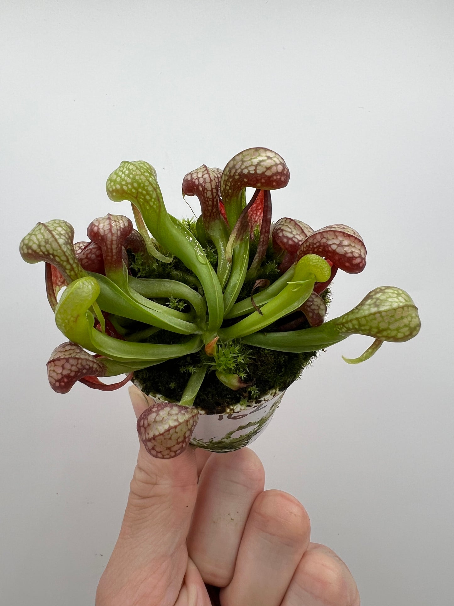 Darlingtonia californica (Cobra Pitcher Plant) - Seed Grown #162