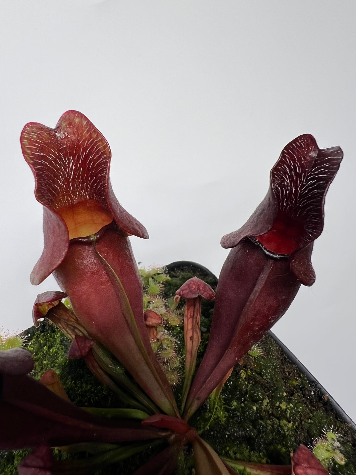 Sarracenia purpurea ssp. venosa (Brunswick Co, NC x Carteret Co, NC) - Seed Grown #8
