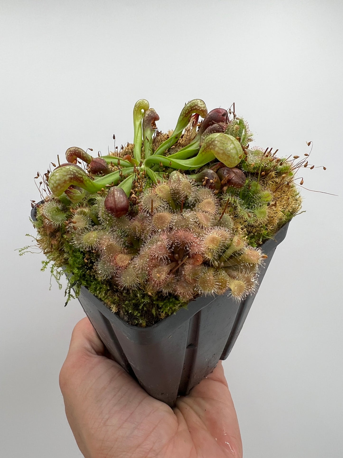 Darlingtonia californica (Cobra Pitcher Plant) - Seed Grown #198