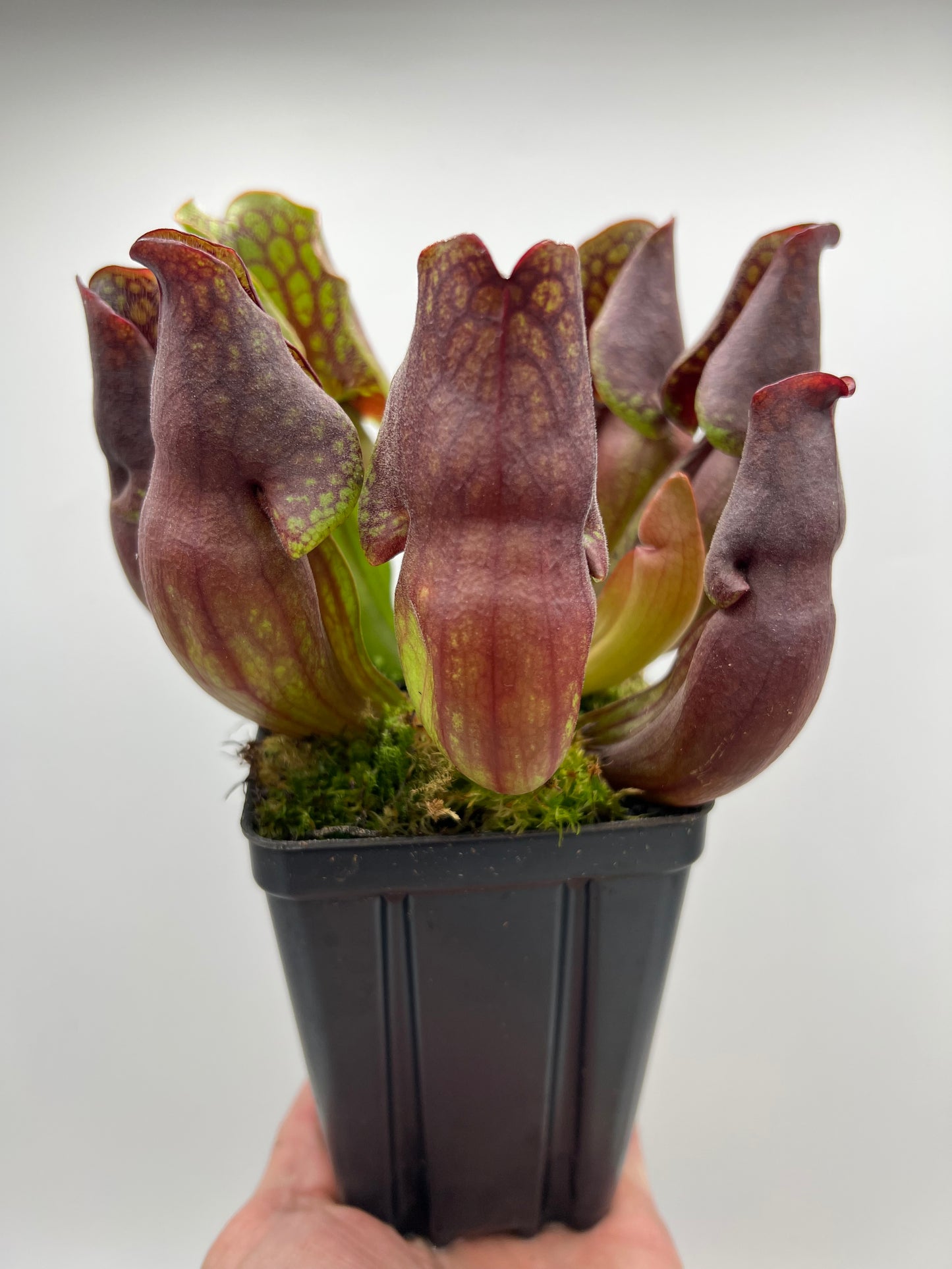 Sarracenia purpurea ssp. purpurea (Centre Co, PA) - Seed Grown #99