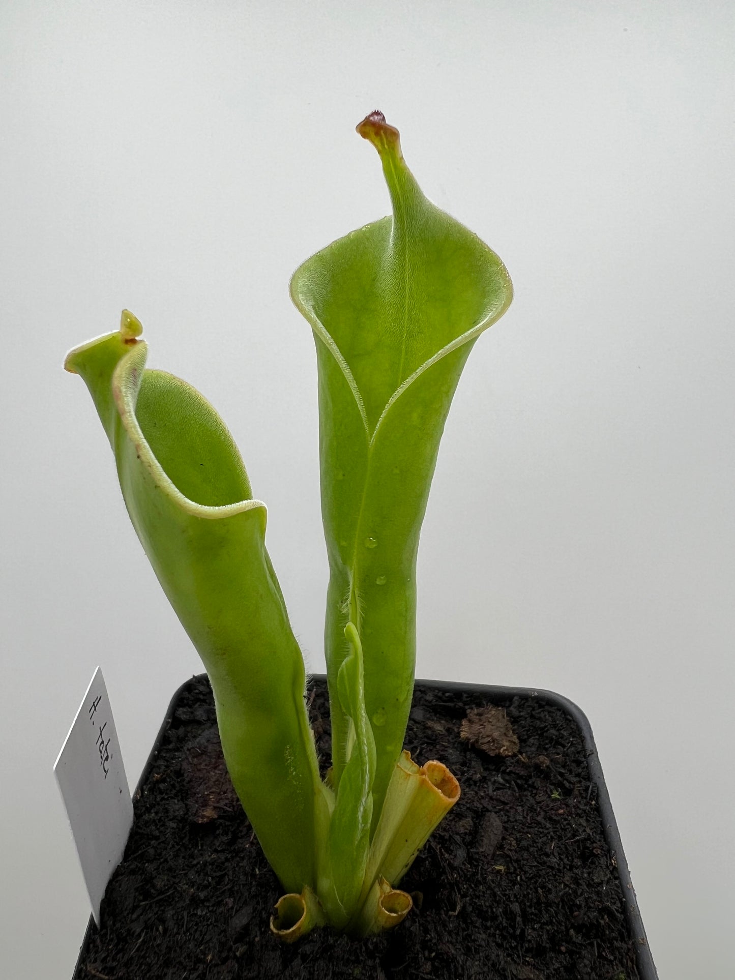 Heliamphora tatei (Cerro Duida)