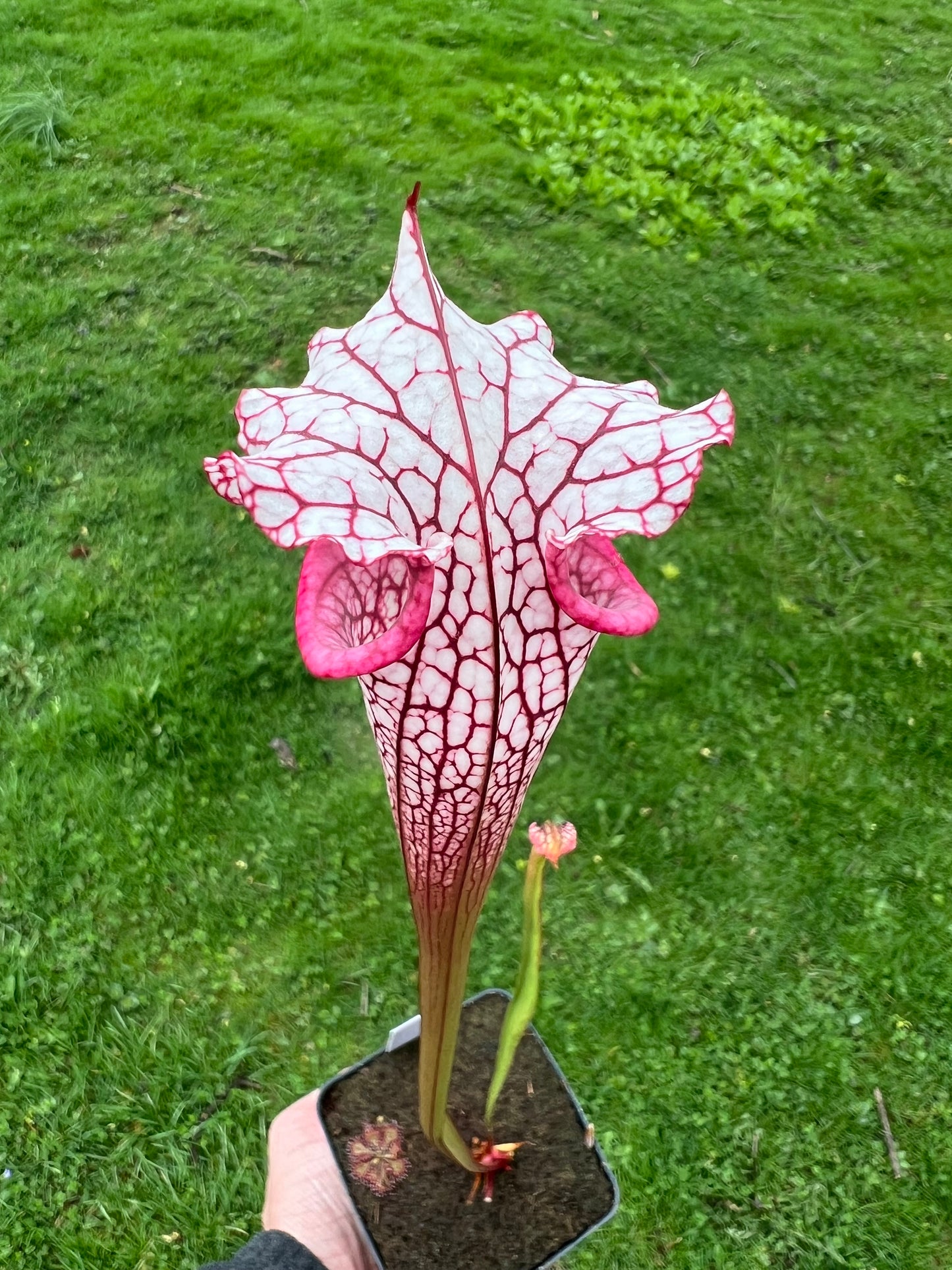 Sarracenia ‘Purple Lips’ x ‘Adrian Slack’