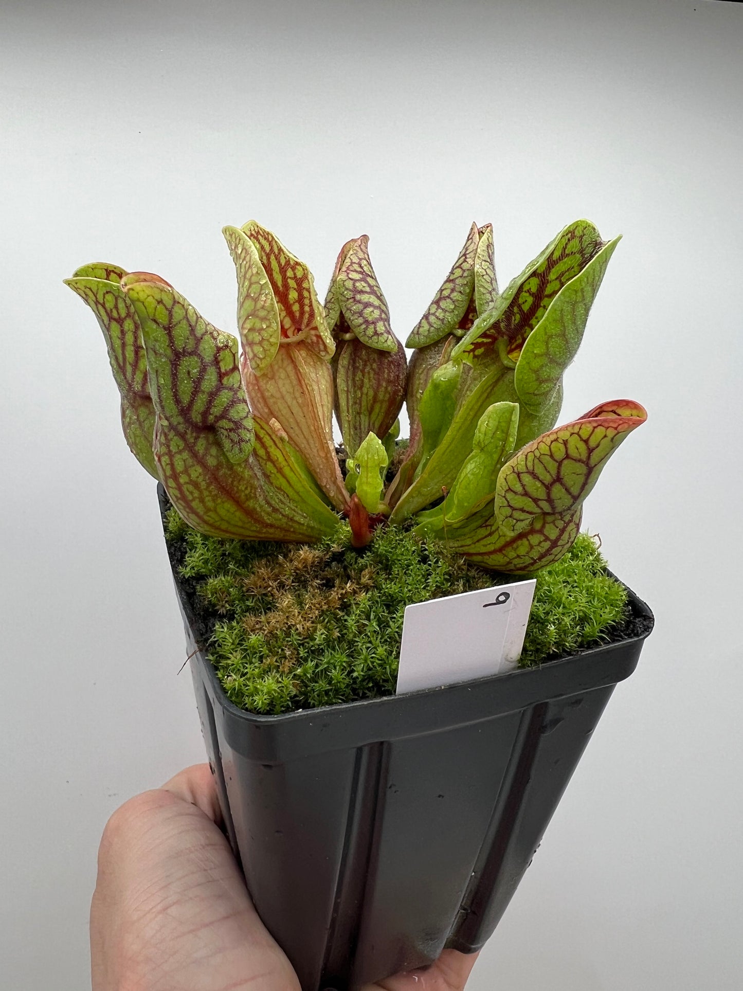 Sarracenia purpurea var. montana (Transylvania Co, NC) - Seed Grown #9