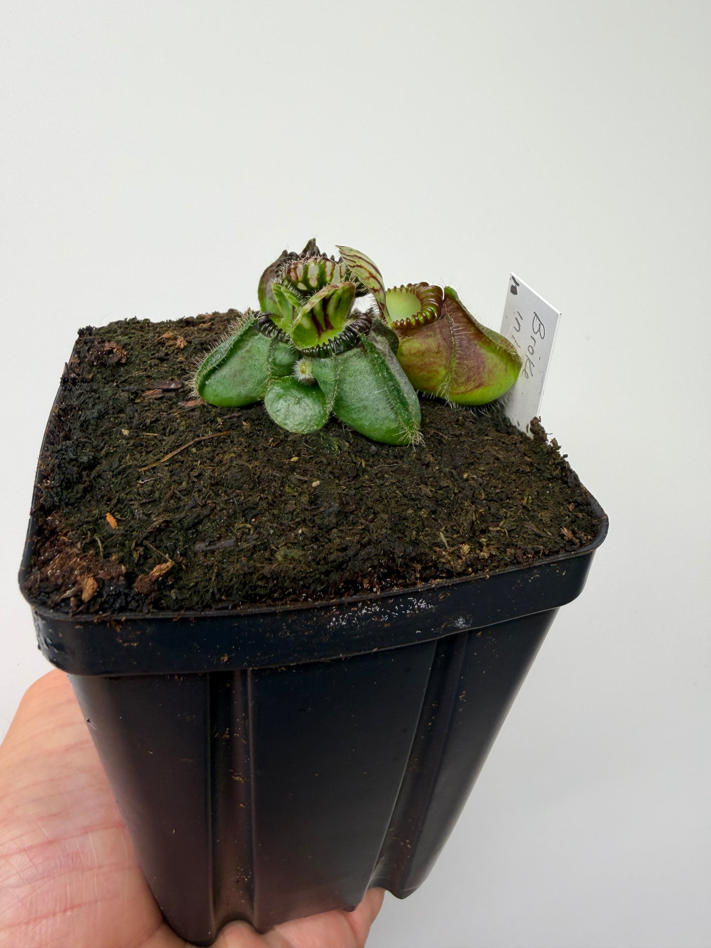 Cephalotus follicularis “Broke Inlet” (10)