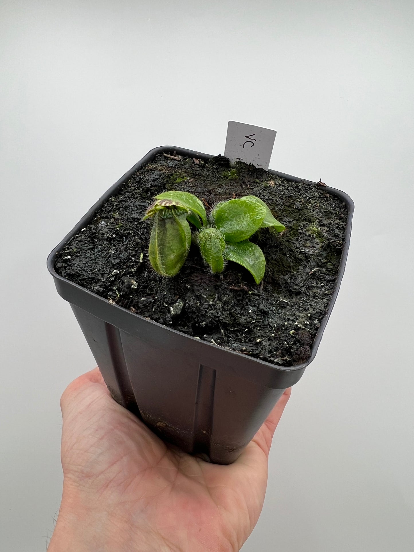 Cephalotus follicularis “Vigorous Clumping” - Stephen Morley