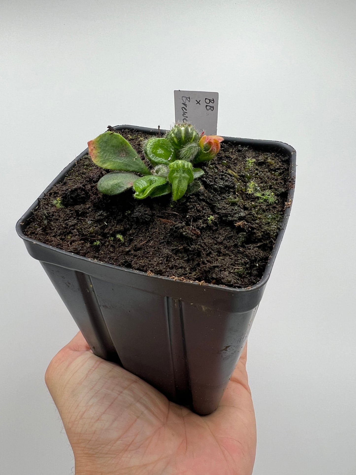 Cephalotus follicularis “Brewers Beauty” x “Brewers”